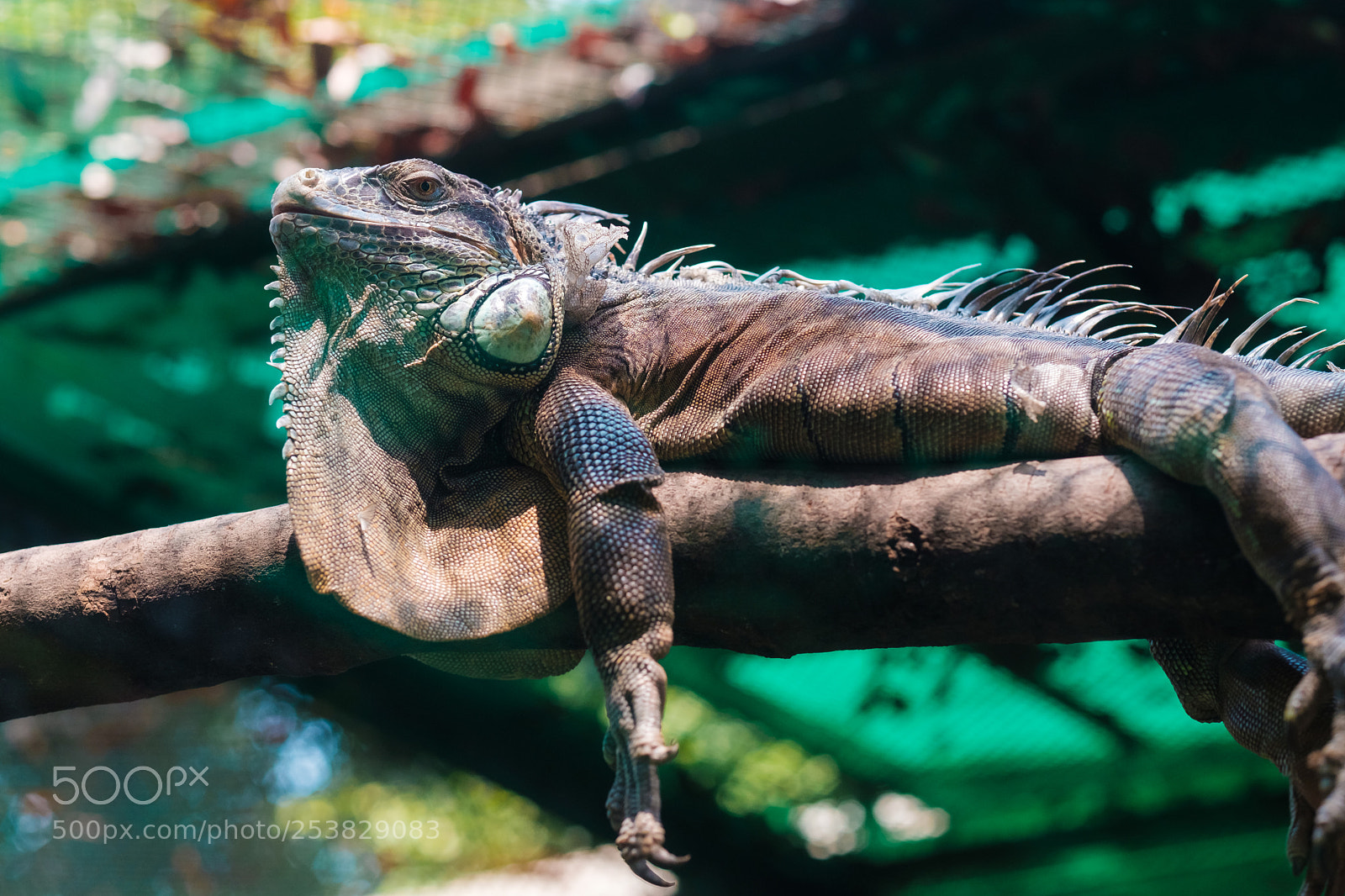 Fujifilm X-E3 sample photo. Just relaxing sunbath. photography