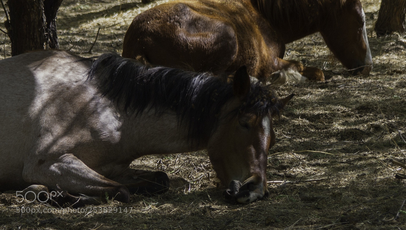 Canon EOS 7D sample photo. Ouch!!!! photography