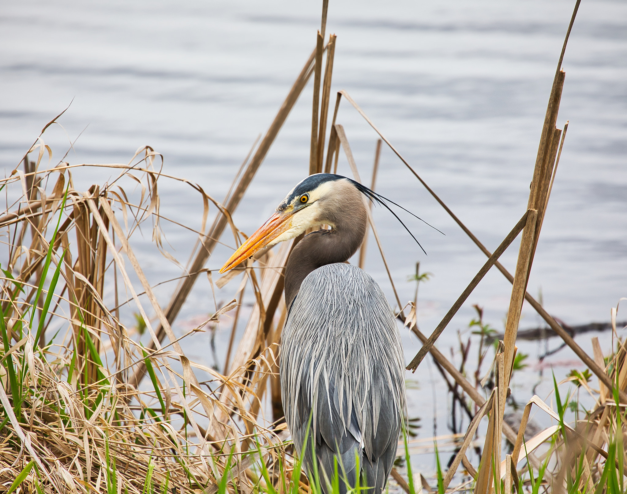 Canon EF 70-300mm F4-5.6L IS USM sample photo. Blue heron photography