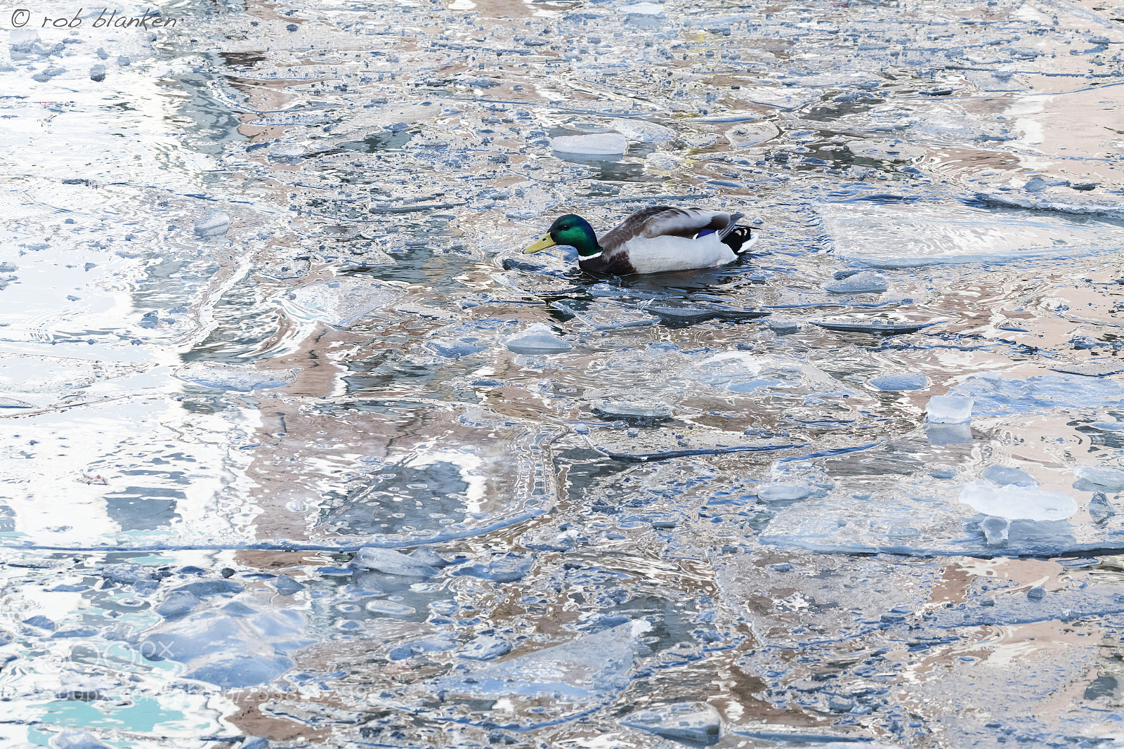 Nikon D850 sample photo. Reflection (8) photography