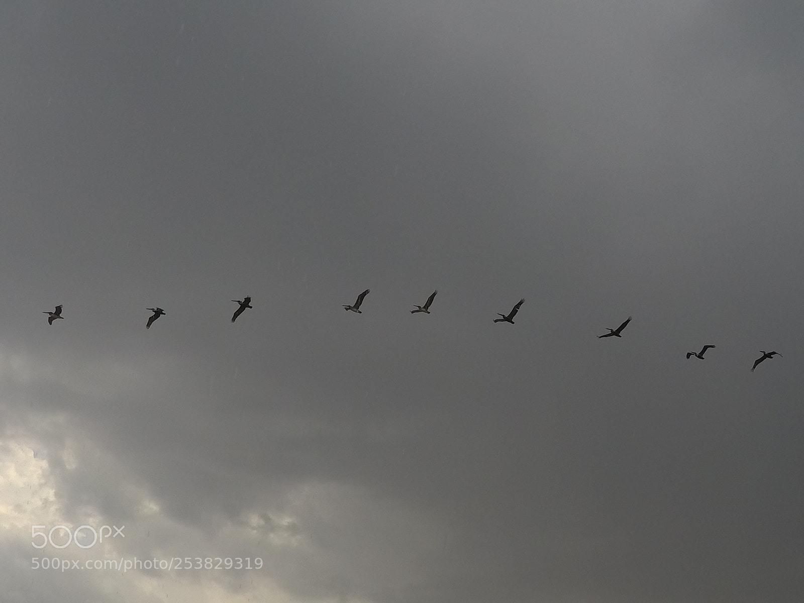 GoPro Hero5 Black sample photo. Pelicans along the coast photography