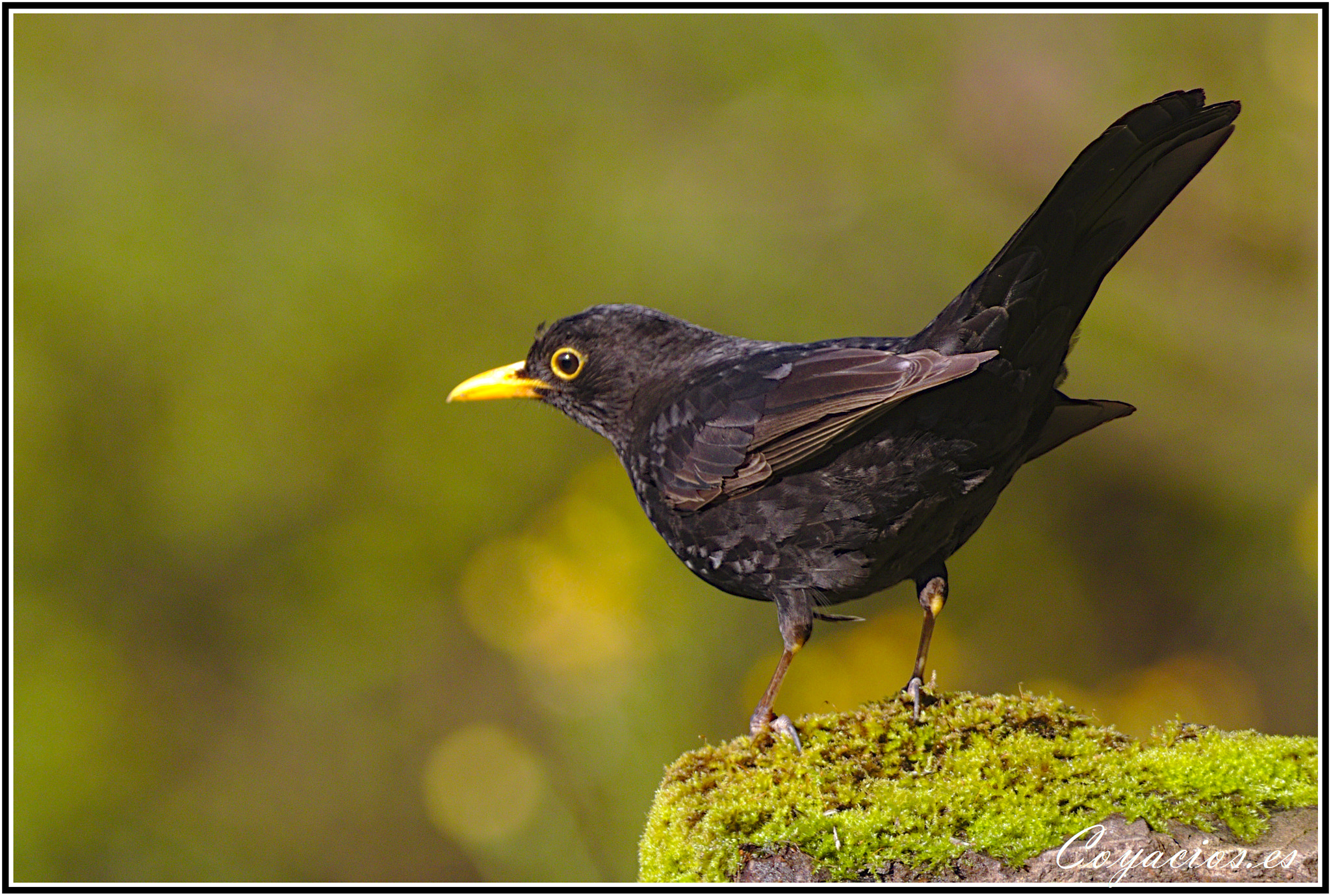 Canon EOS 7D Mark II sample photo. Mirlo común ♂ (turdus merula) photography