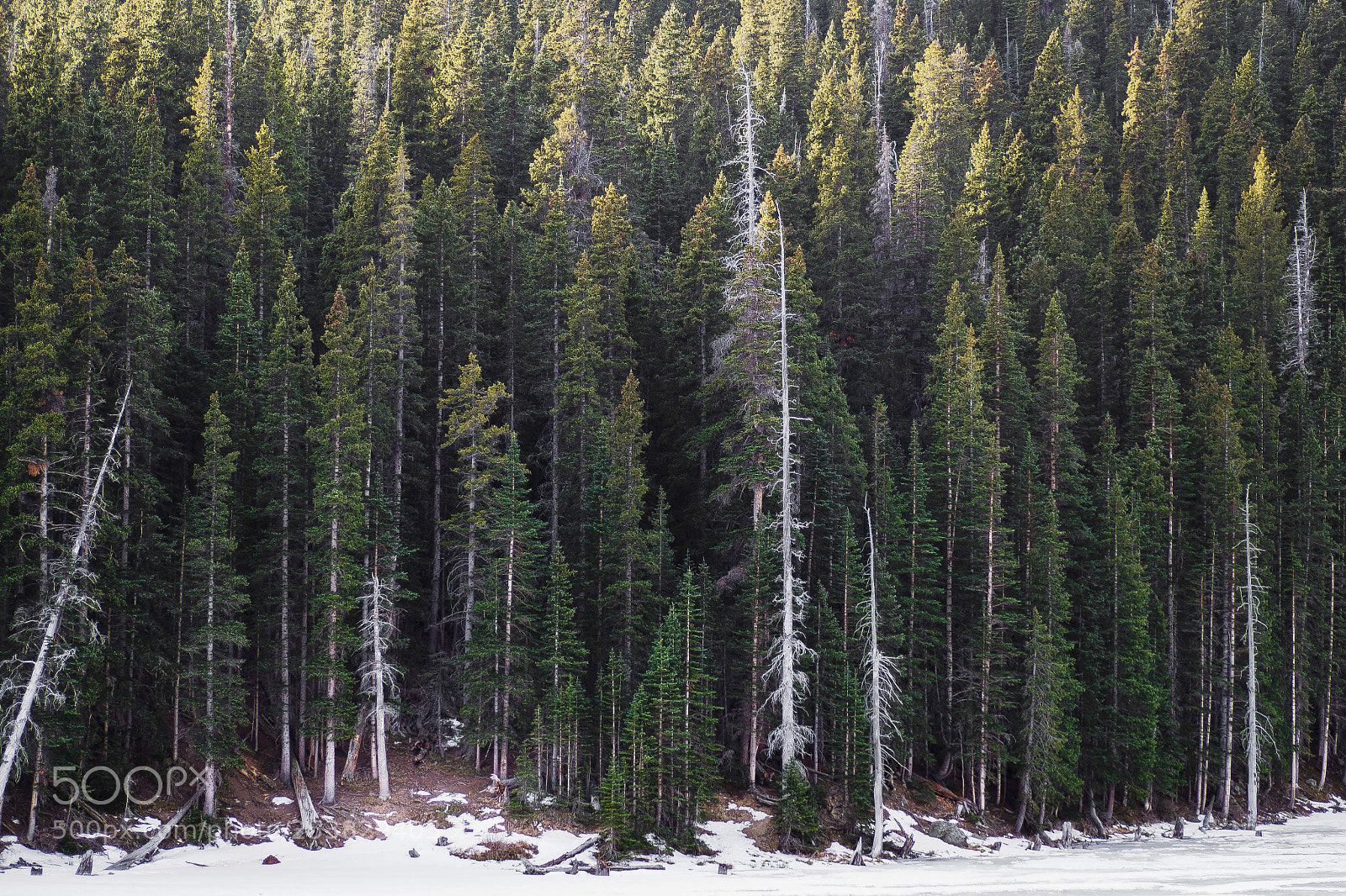 Olympus OM-D E-M10 sample photo. A sea of pines  photography