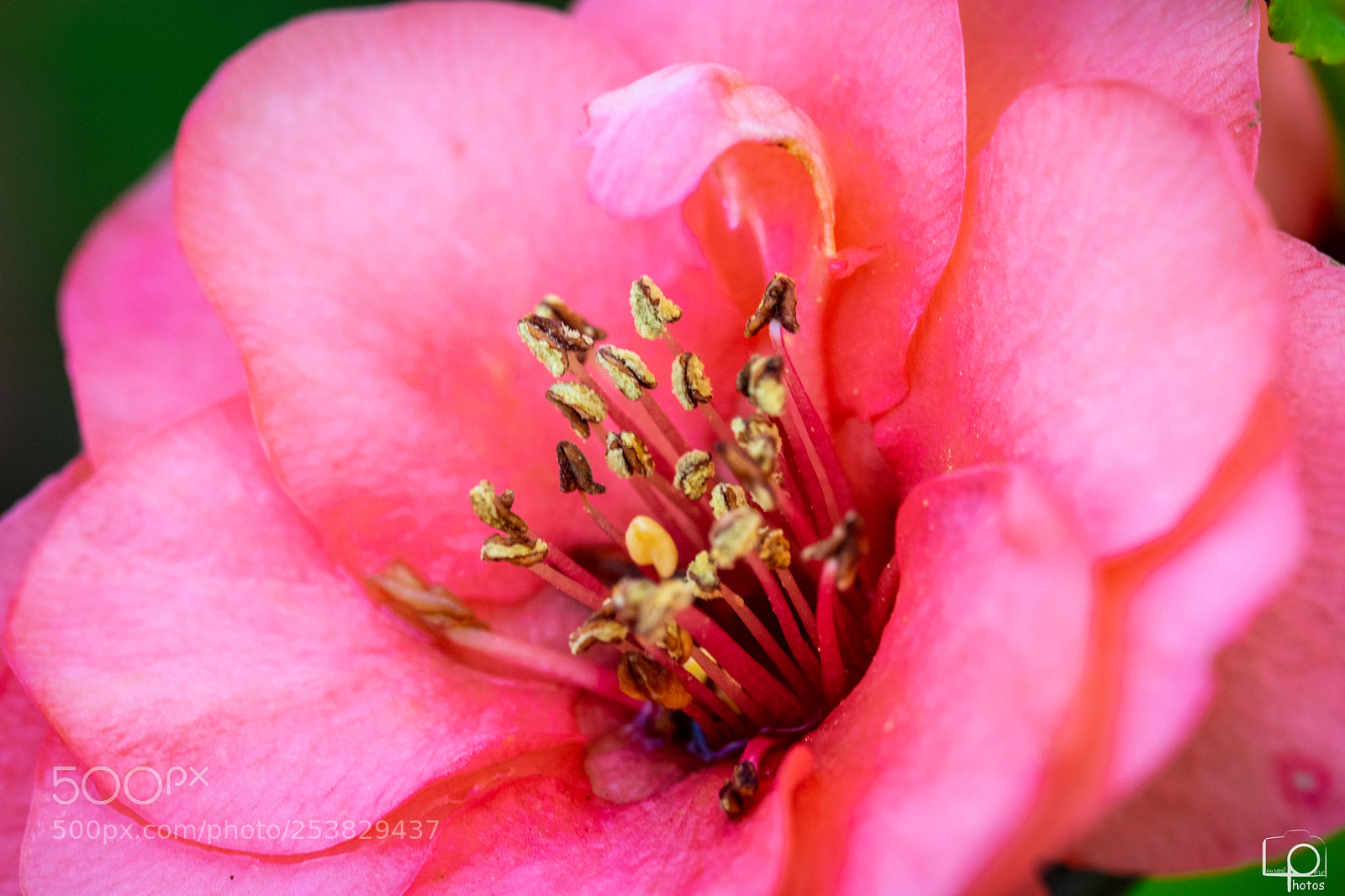 Nikon D3400 sample photo. Lp photography