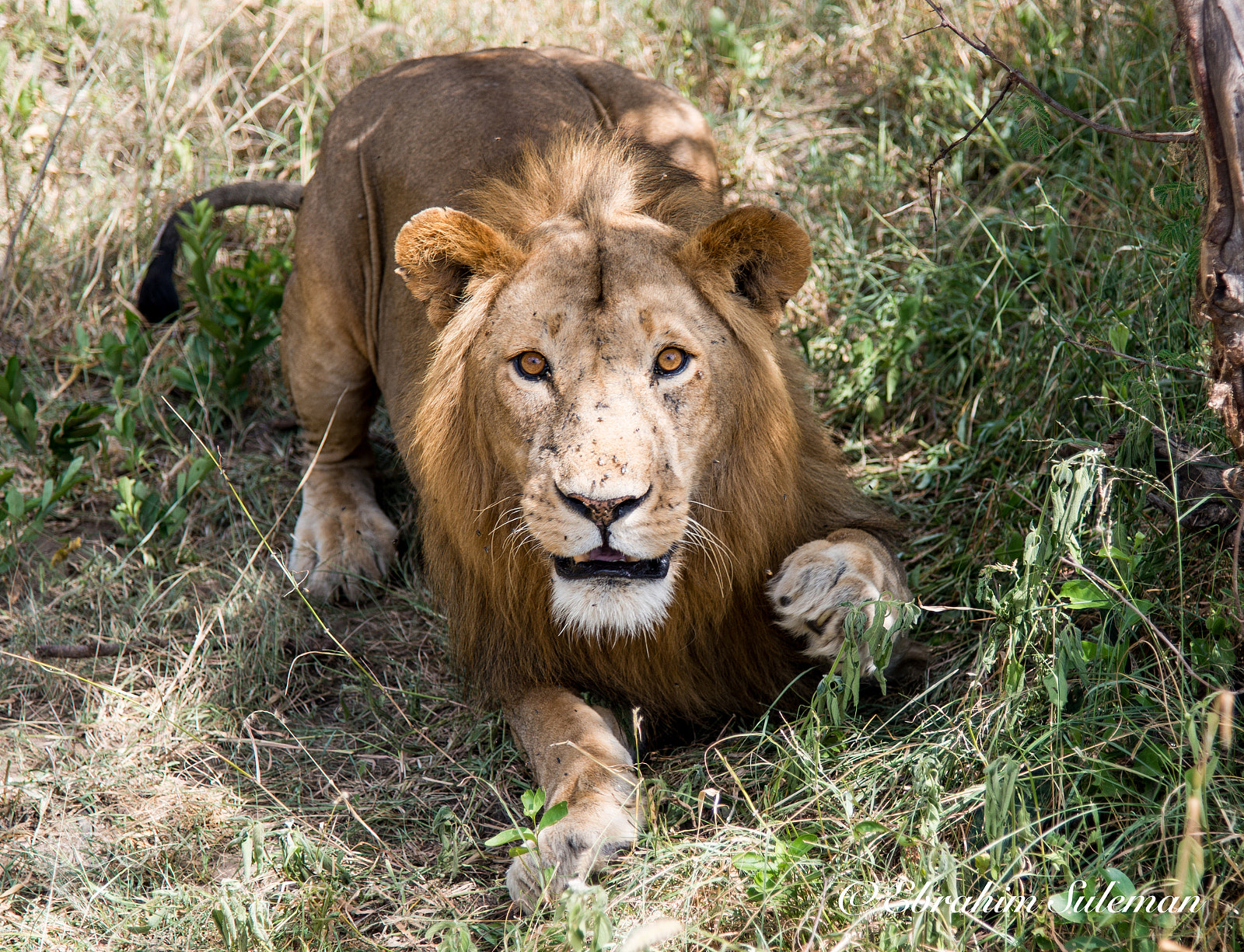 Nikon D800 sample photo. Glass eyes? photography