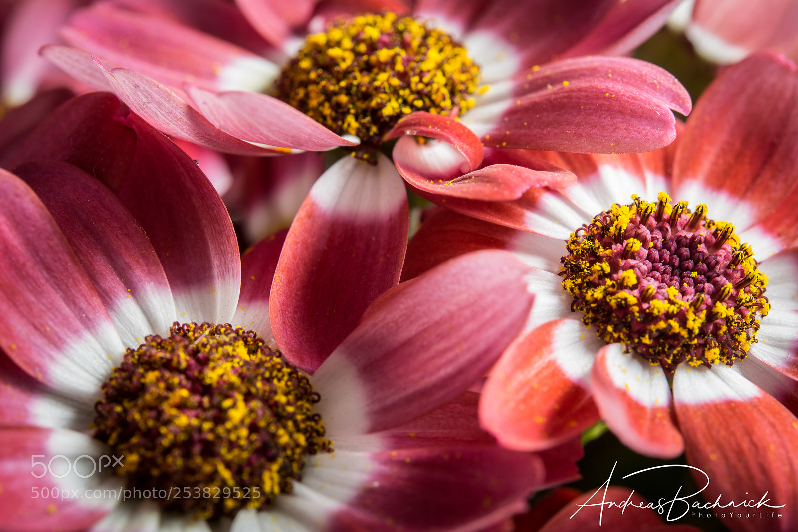 Nikon D5200 sample photo. Together photography