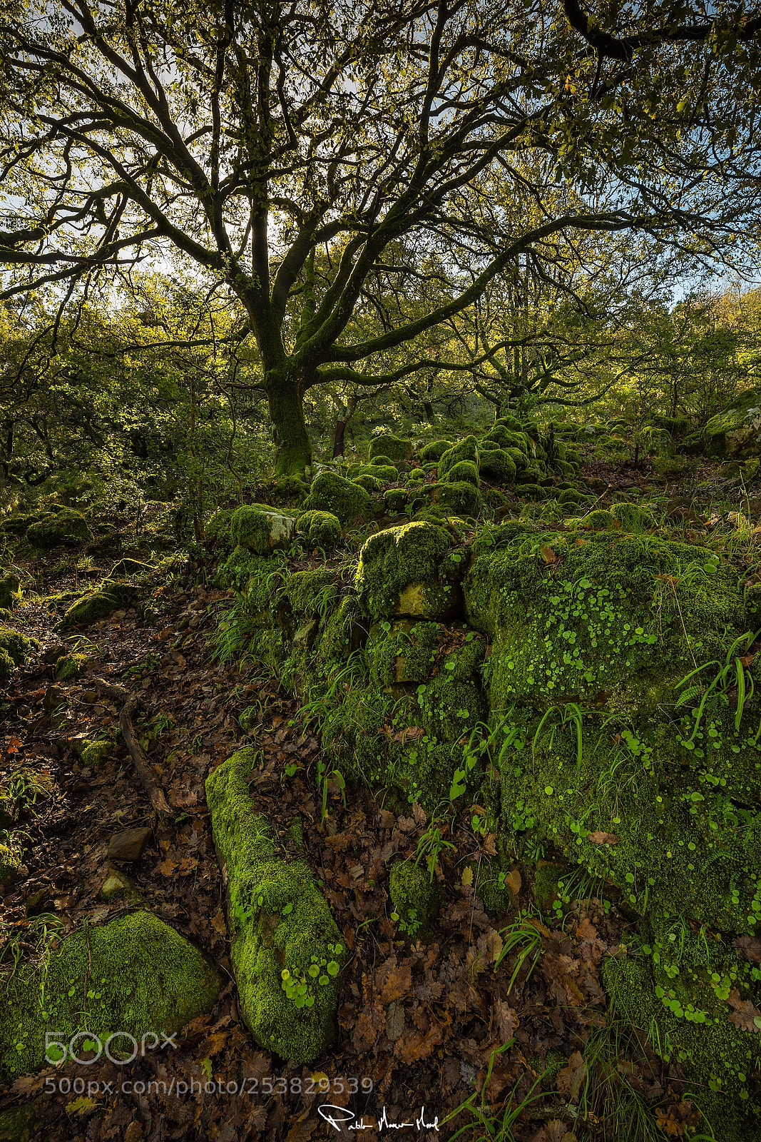 Nikon D810 sample photo. Green morning photography