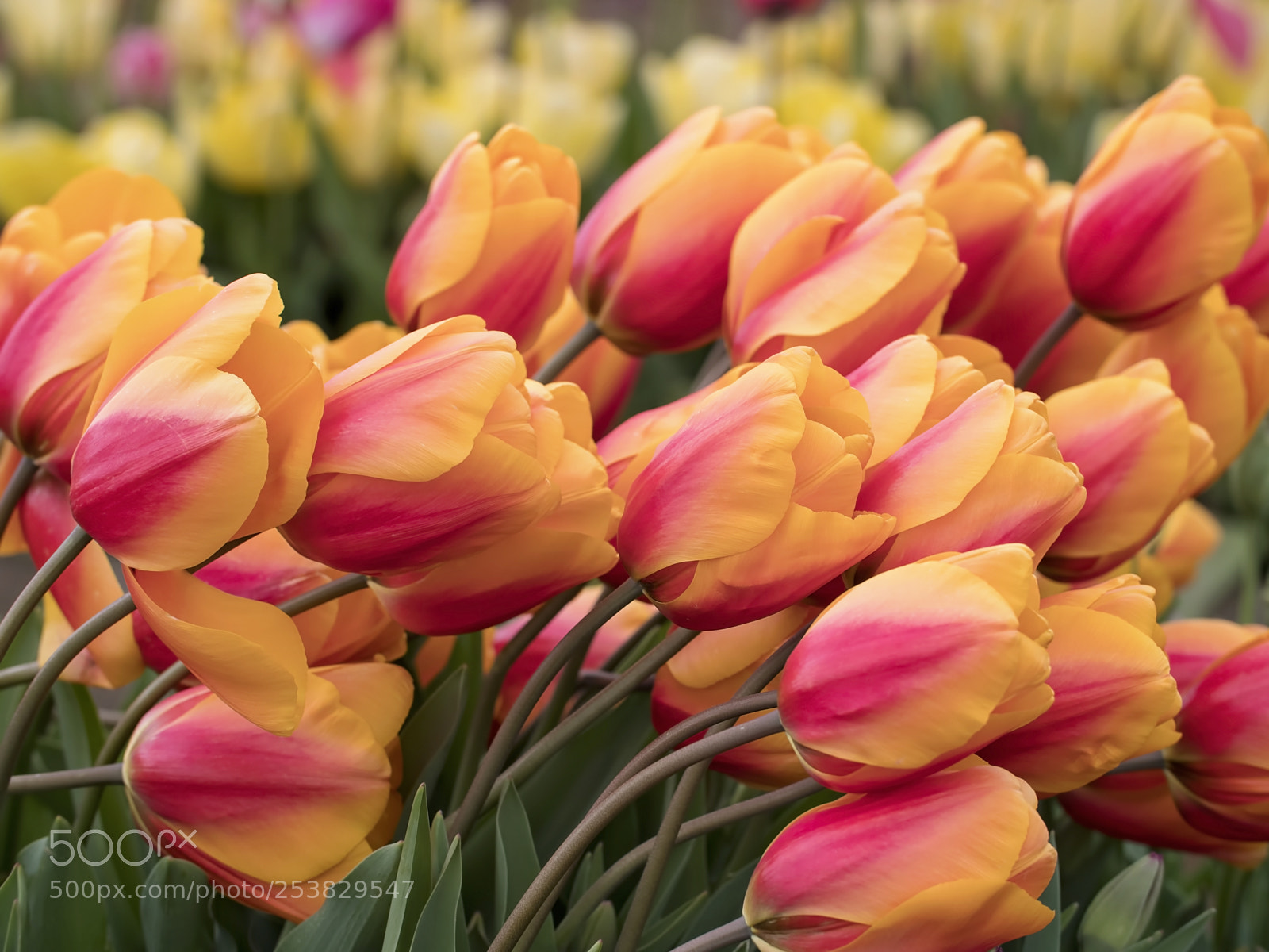 Panasonic Lumix DC-G9 sample photo. March winds photography