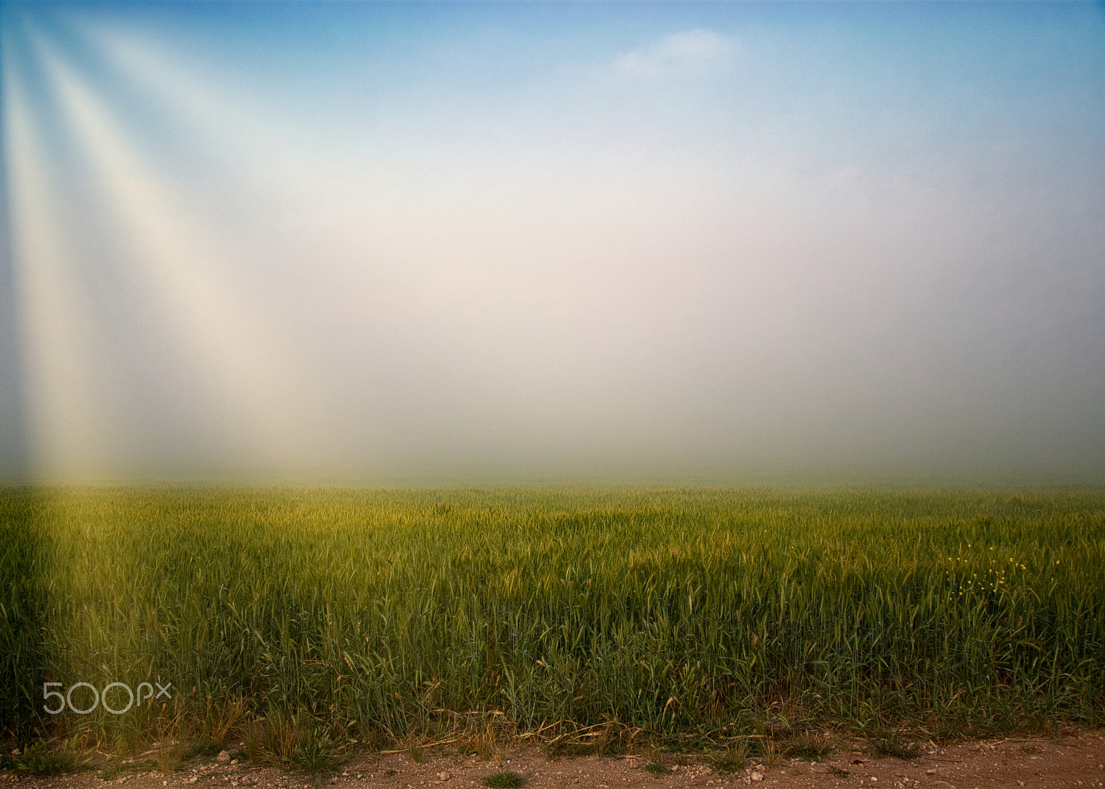 Nikon D3000 sample photo. Fog&sunlight photography