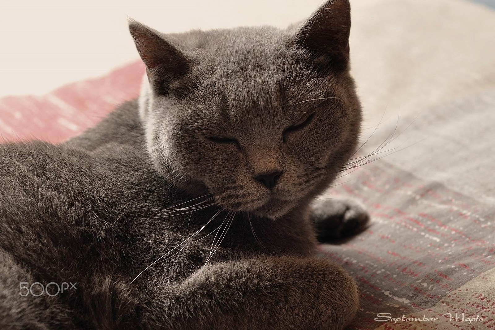 Nikon D90 + Nikon AF Nikkor 50mm F1.8D sample photo. 困了 sleepy photography