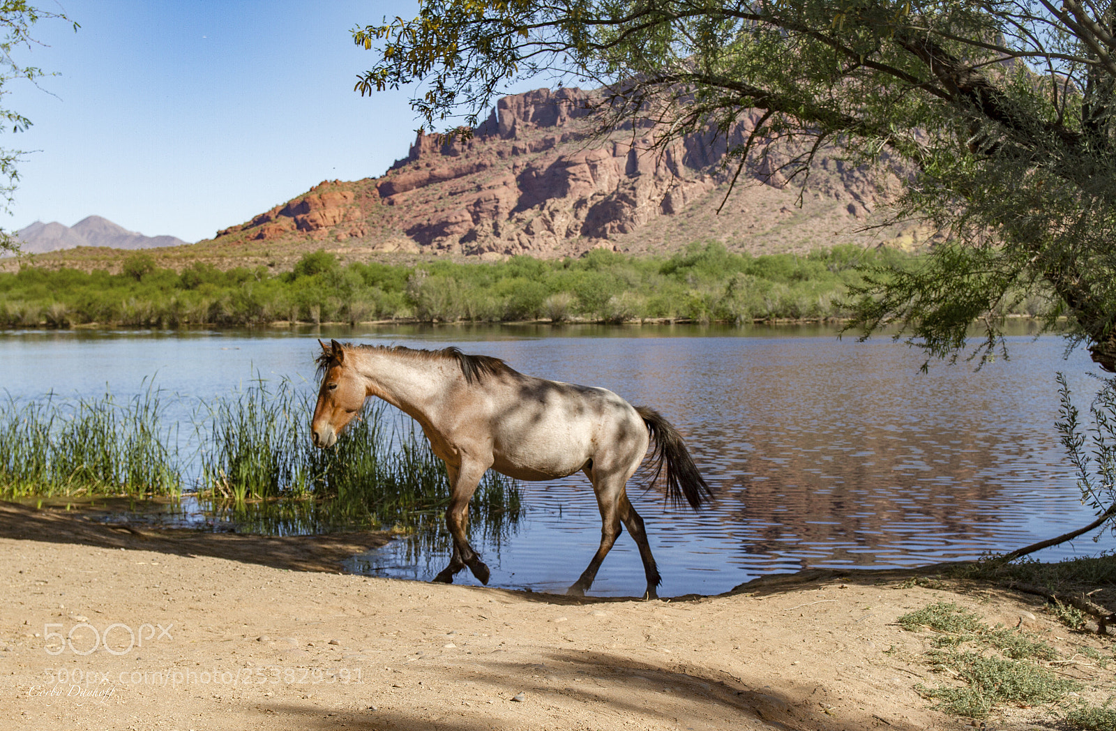 Canon EOS 7D sample photo. Beautiful animal. photography