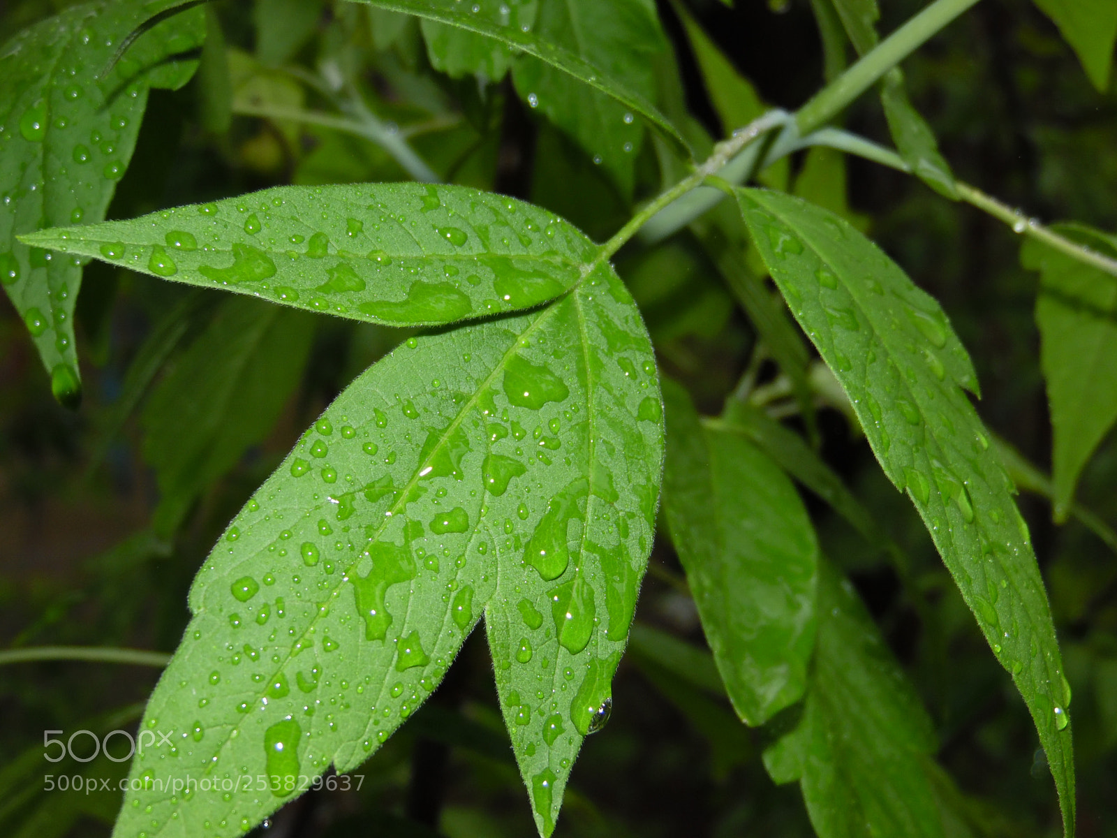 Samsung WB1100F/WB1101F/WB1102F sample photo. Rainy day 3 photography