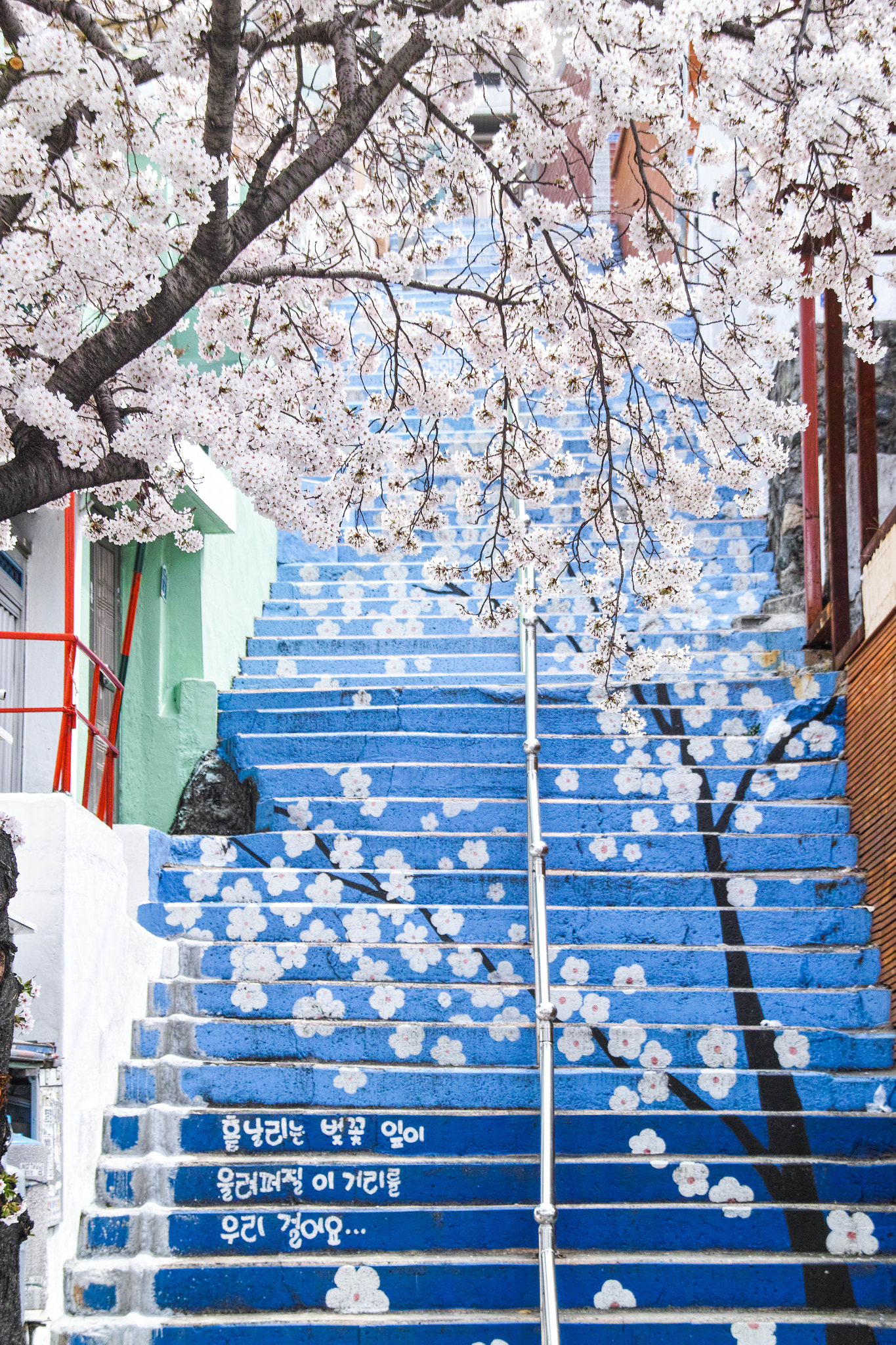 Sigma SD1 Merrill sample photo. Cherry blossoms photography