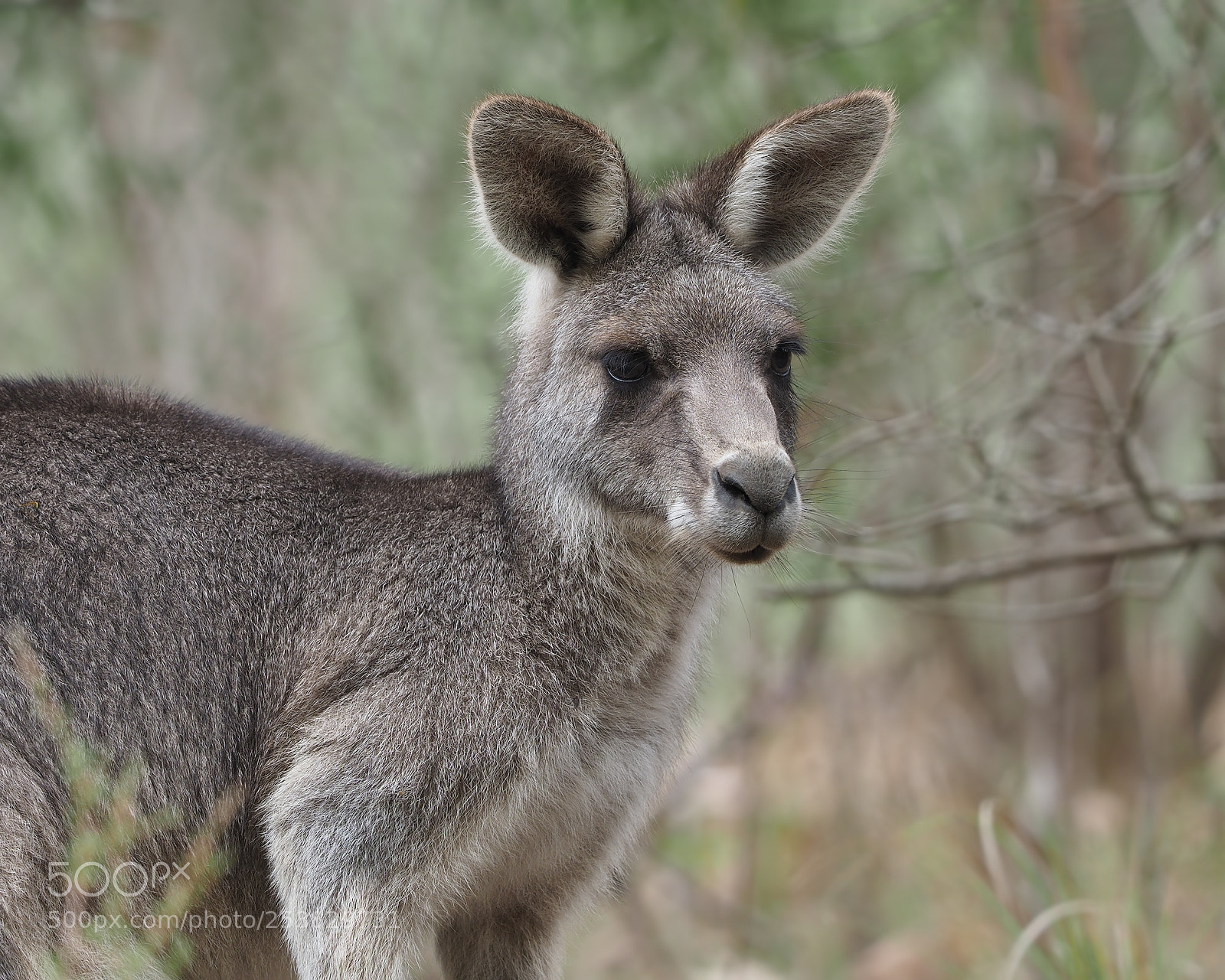 Olympus OM-D E-M1 Mark II sample photo. Eastern grey kangaroo photography