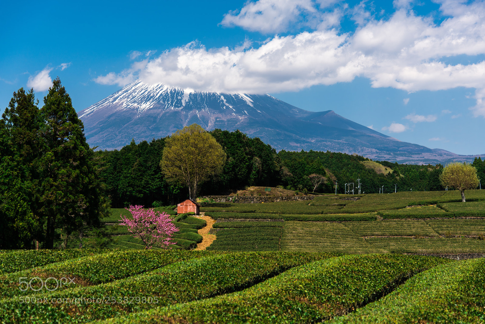 Nikon D810 sample photo. Tea... sakura... fuji... photography