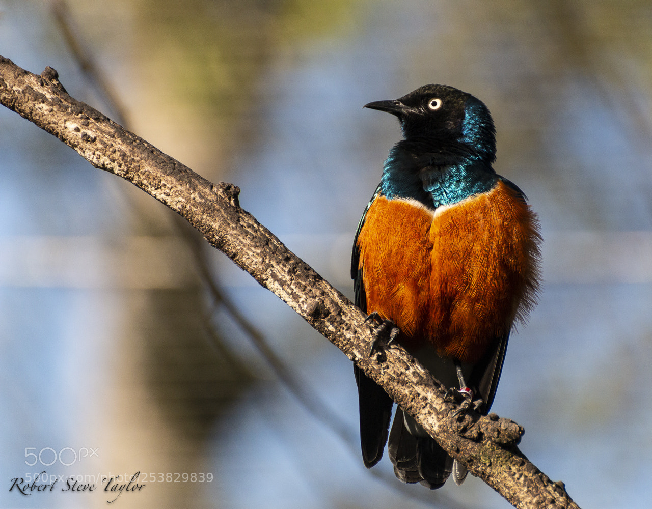Canon EOS 70D sample photo. The early bird catches photography