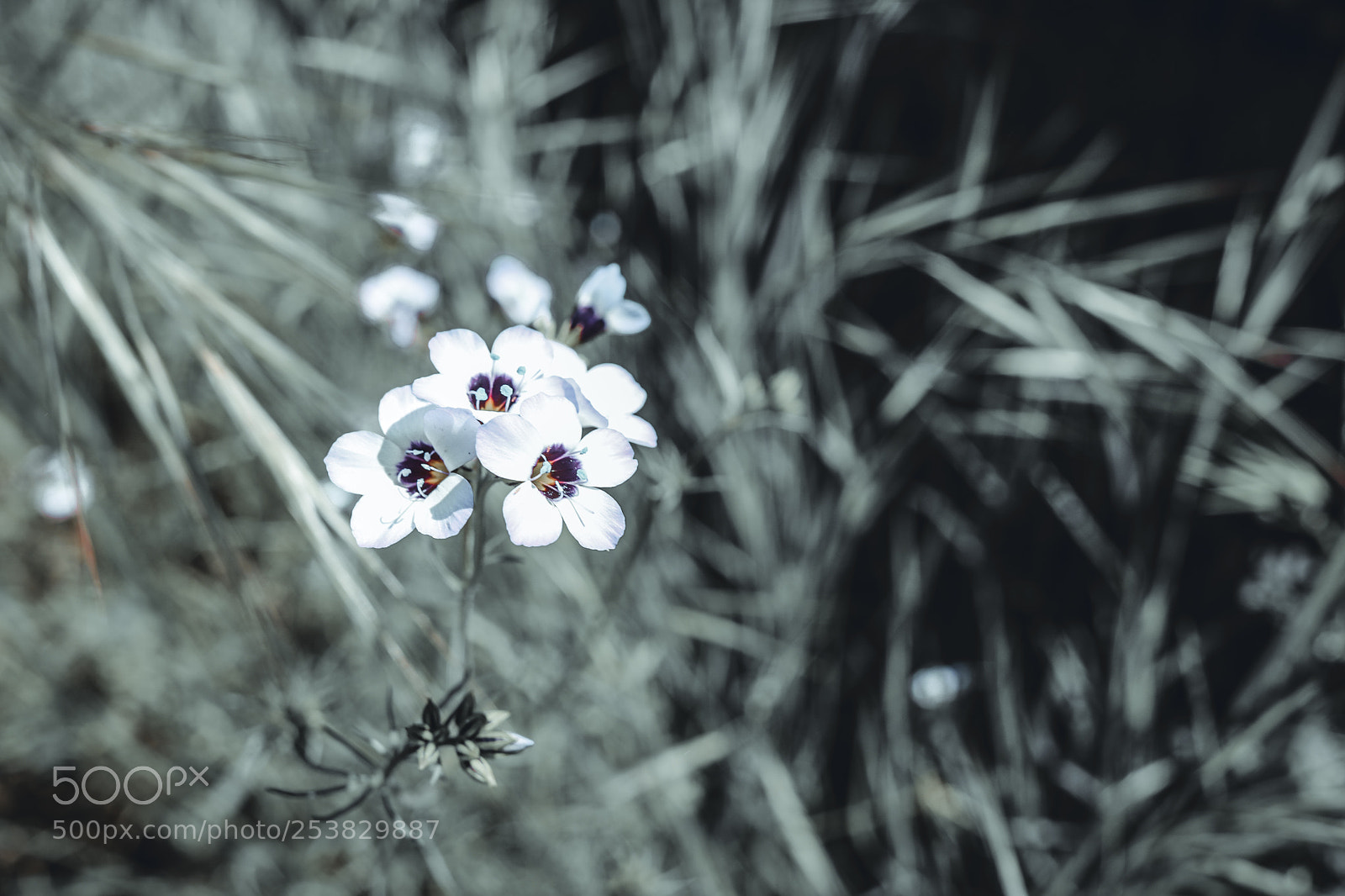 Canon EOS 5D Mark IV sample photo. Flowers photography