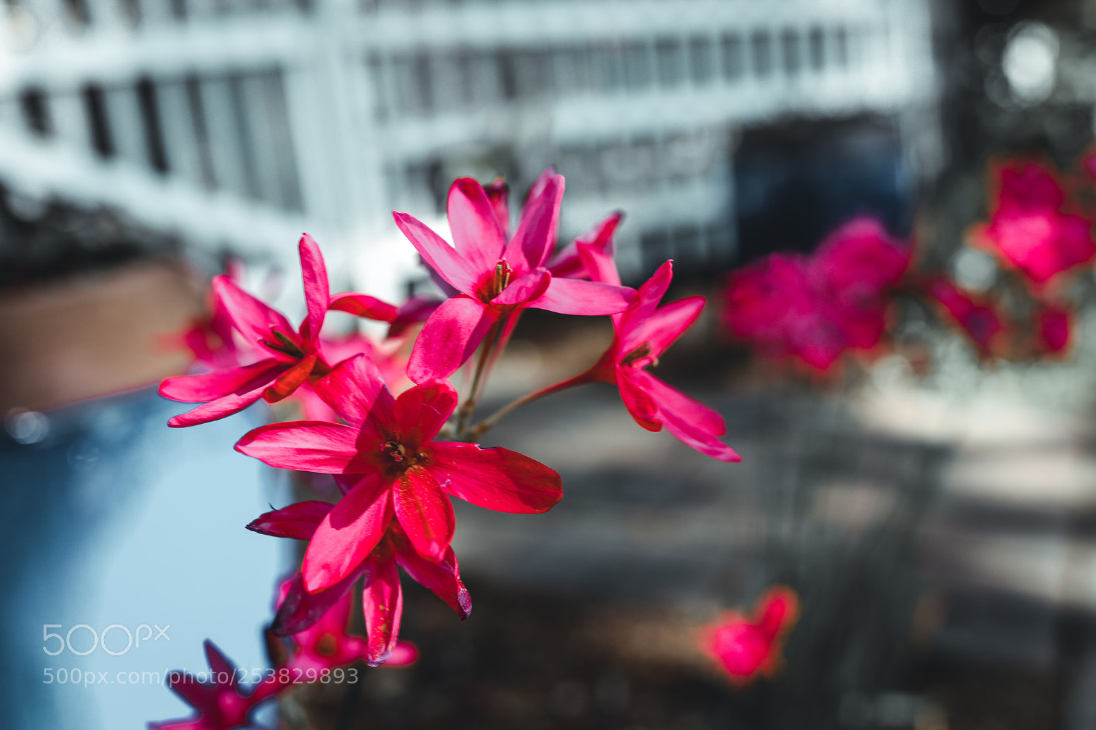 Canon EOS 5D Mark IV sample photo. Flowers photography