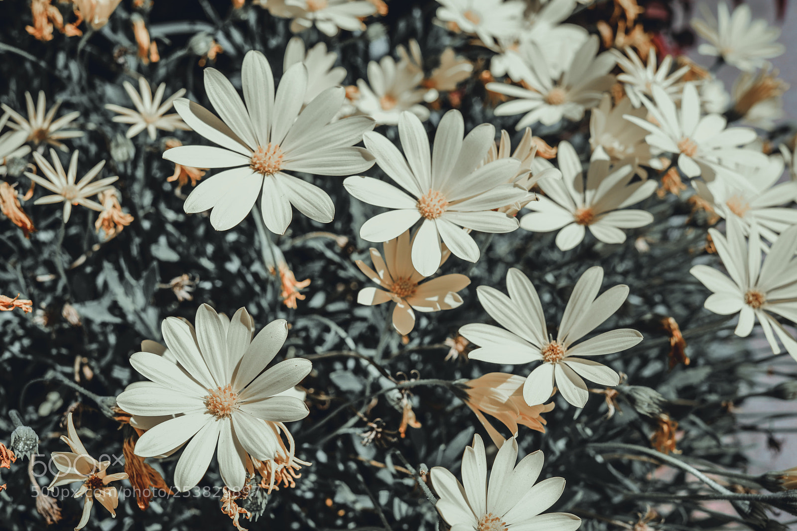 Canon EOS 5D Mark IV sample photo. Flowers photography