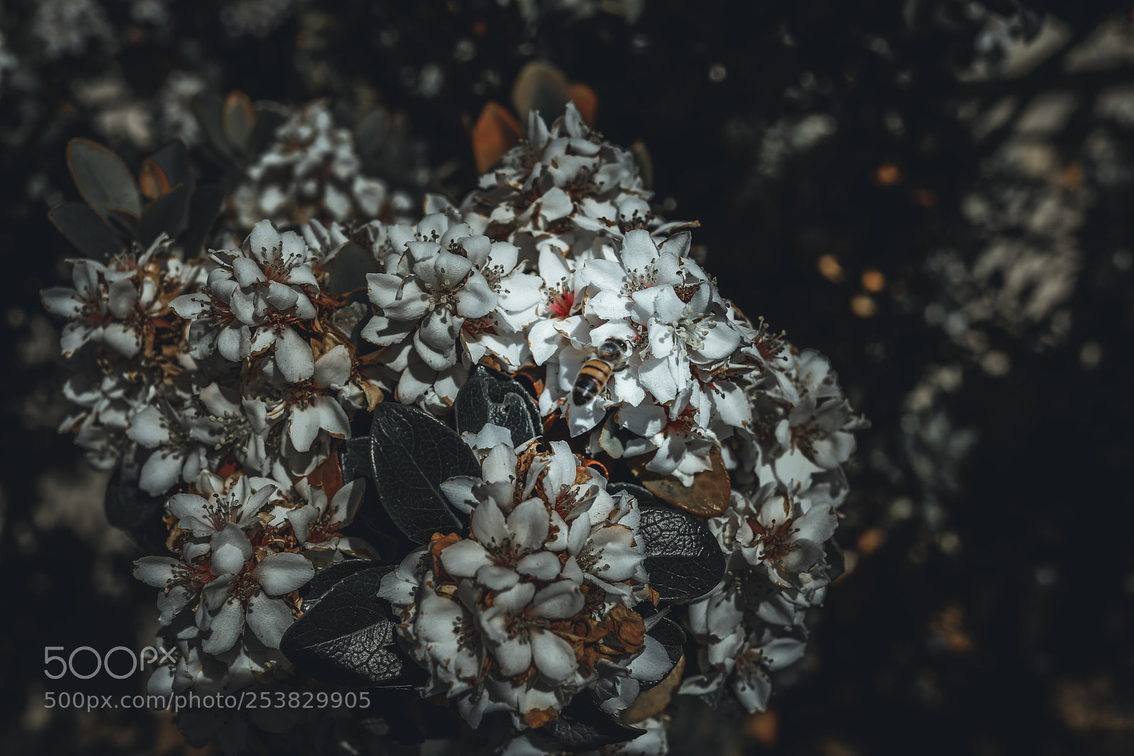 Canon EOS 5D Mark IV sample photo. Aa photography
