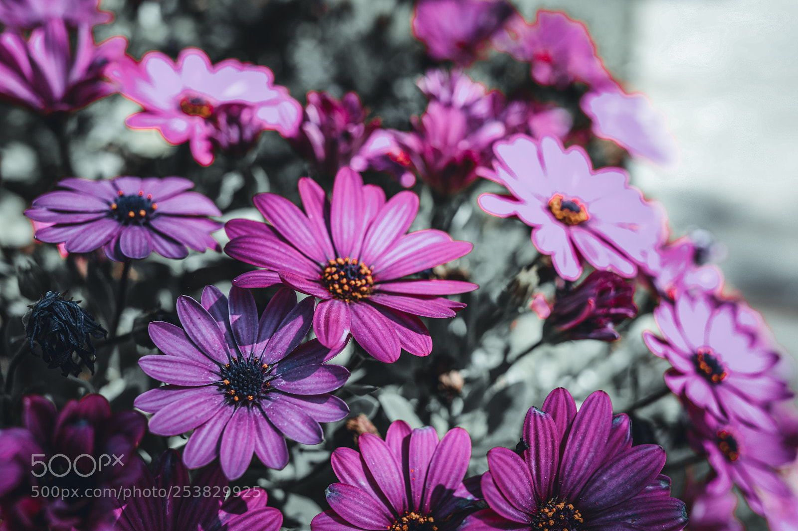Canon EOS 5D Mark IV sample photo. Flowers photography