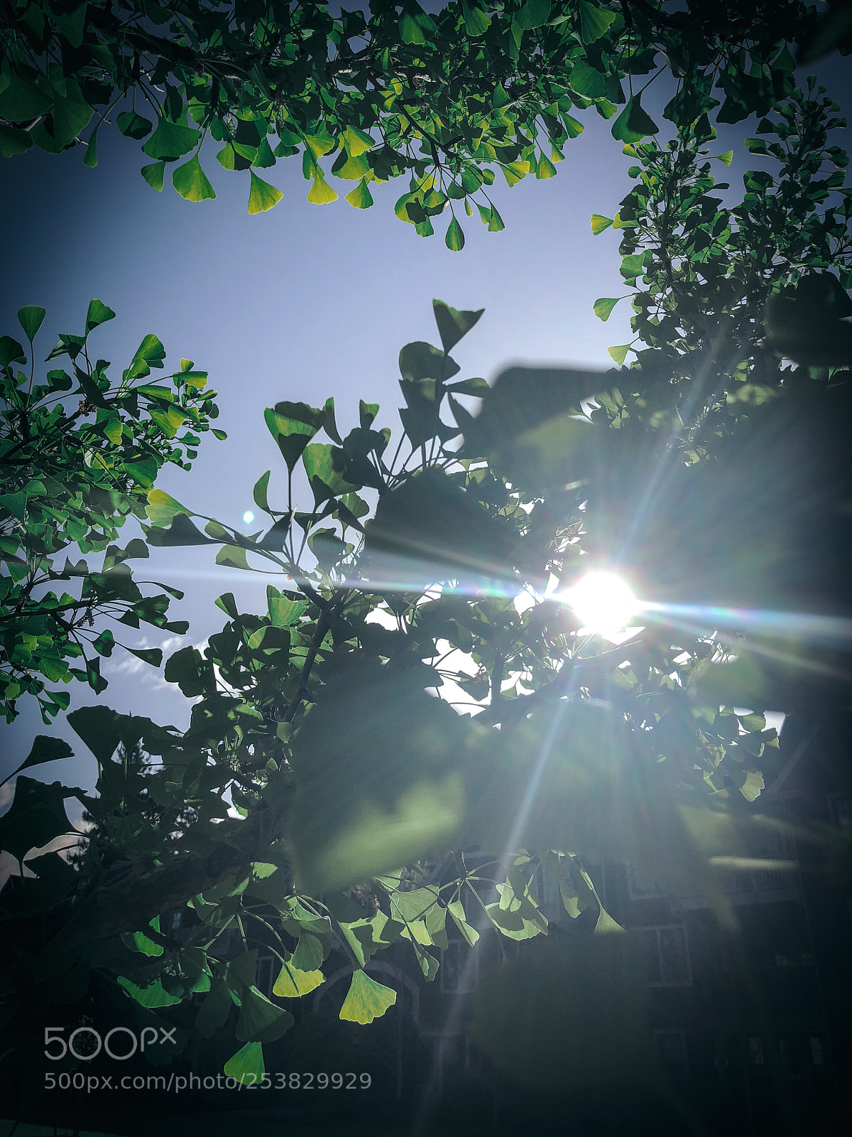 Apple iPhone X sample photo. Sun shining through the photography