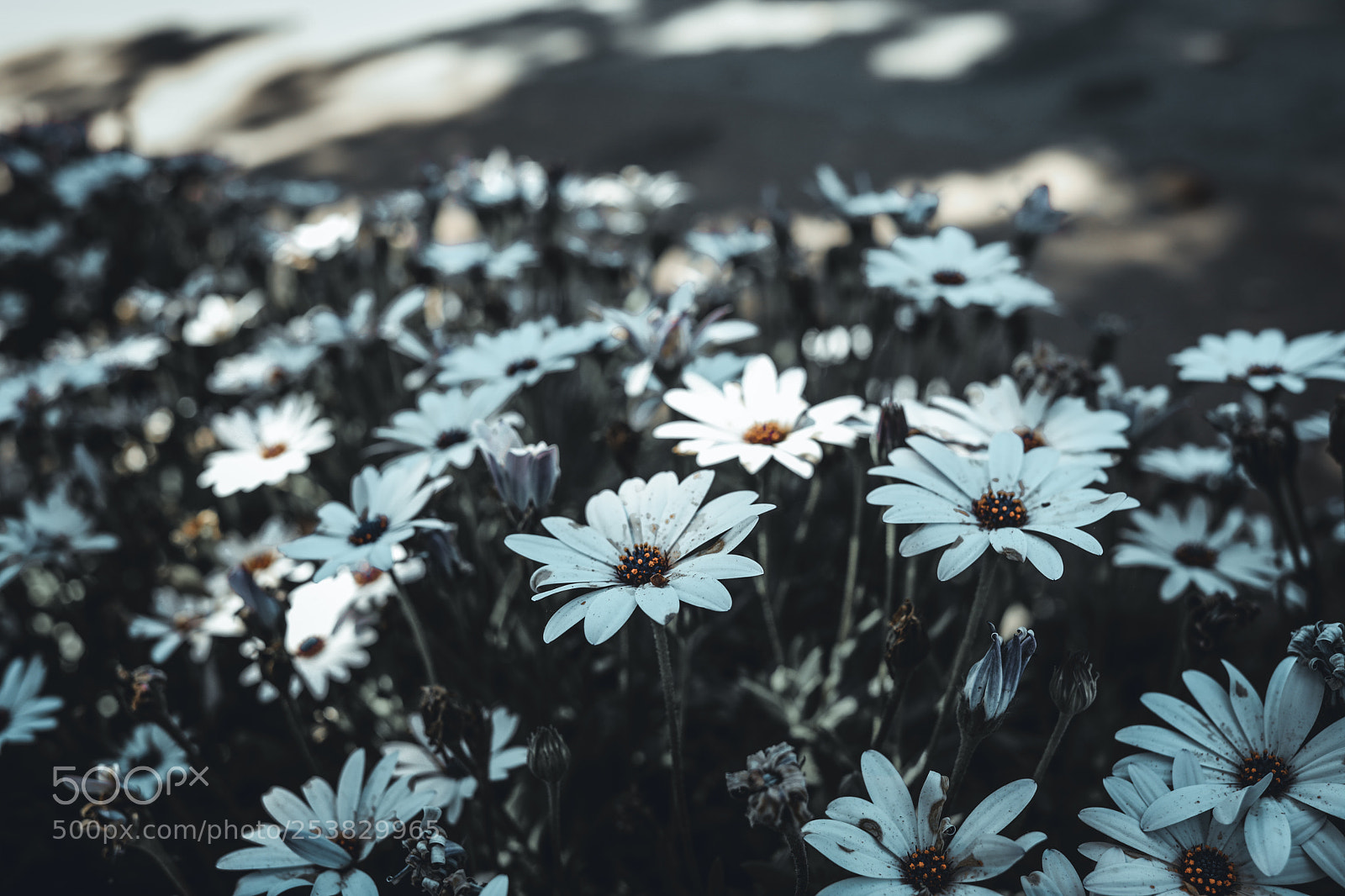 Canon EOS 5D Mark IV sample photo. Flowers photography