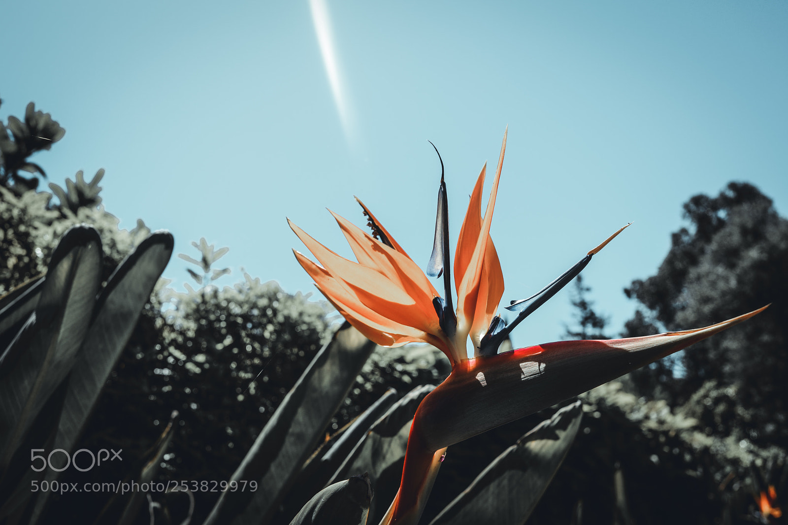 Canon EOS 5D Mark IV sample photo. Flowers photography