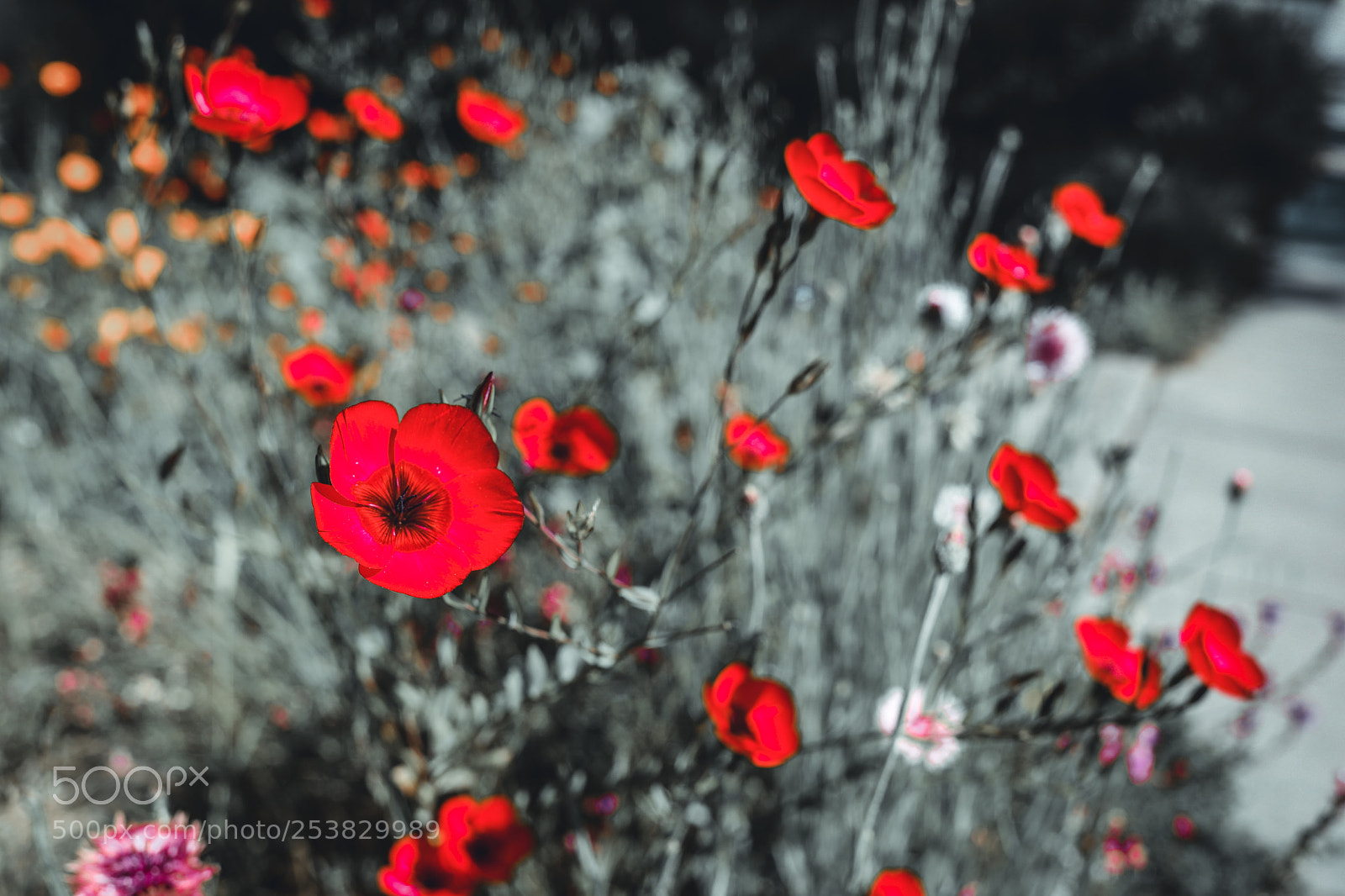 Canon EOS 5D Mark IV sample photo. Aa photography