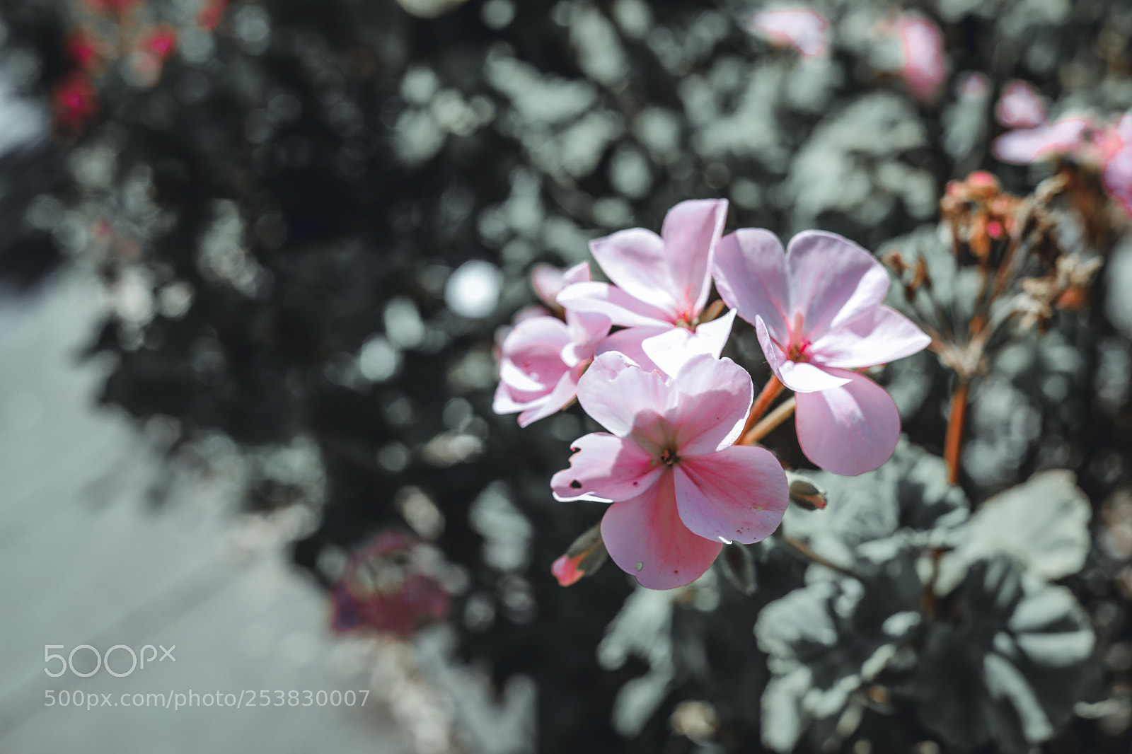 Canon EOS 5D Mark IV sample photo. Aa photography