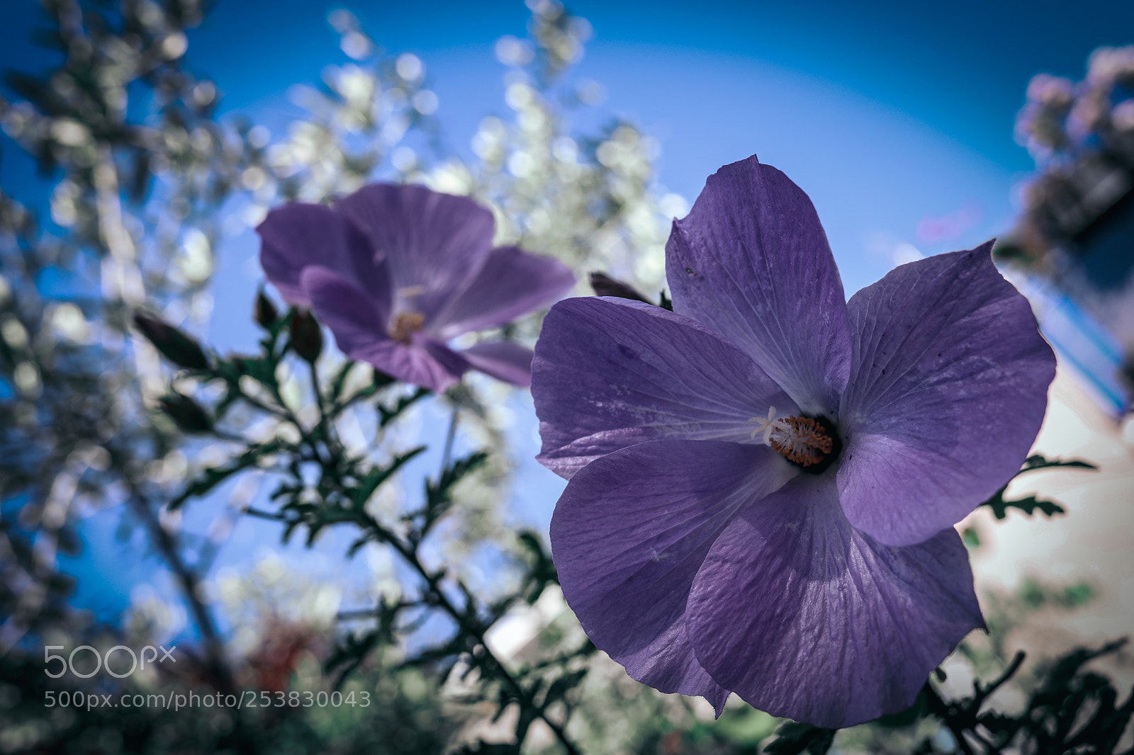 Canon EOS 5D Mark IV sample photo. Flowers photography