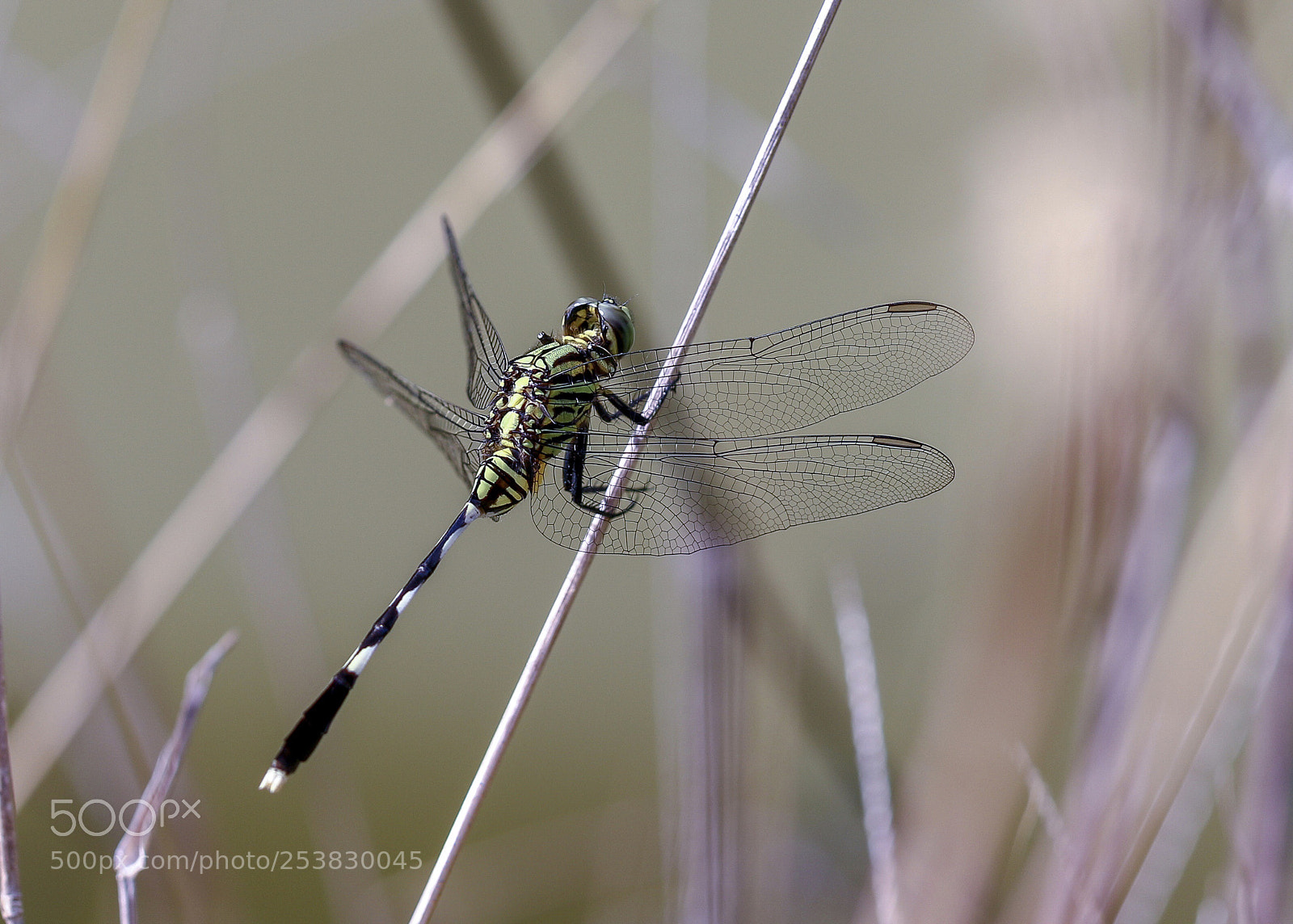 Canon EOS 7D Mark II sample photo. The beauty of nature. photography