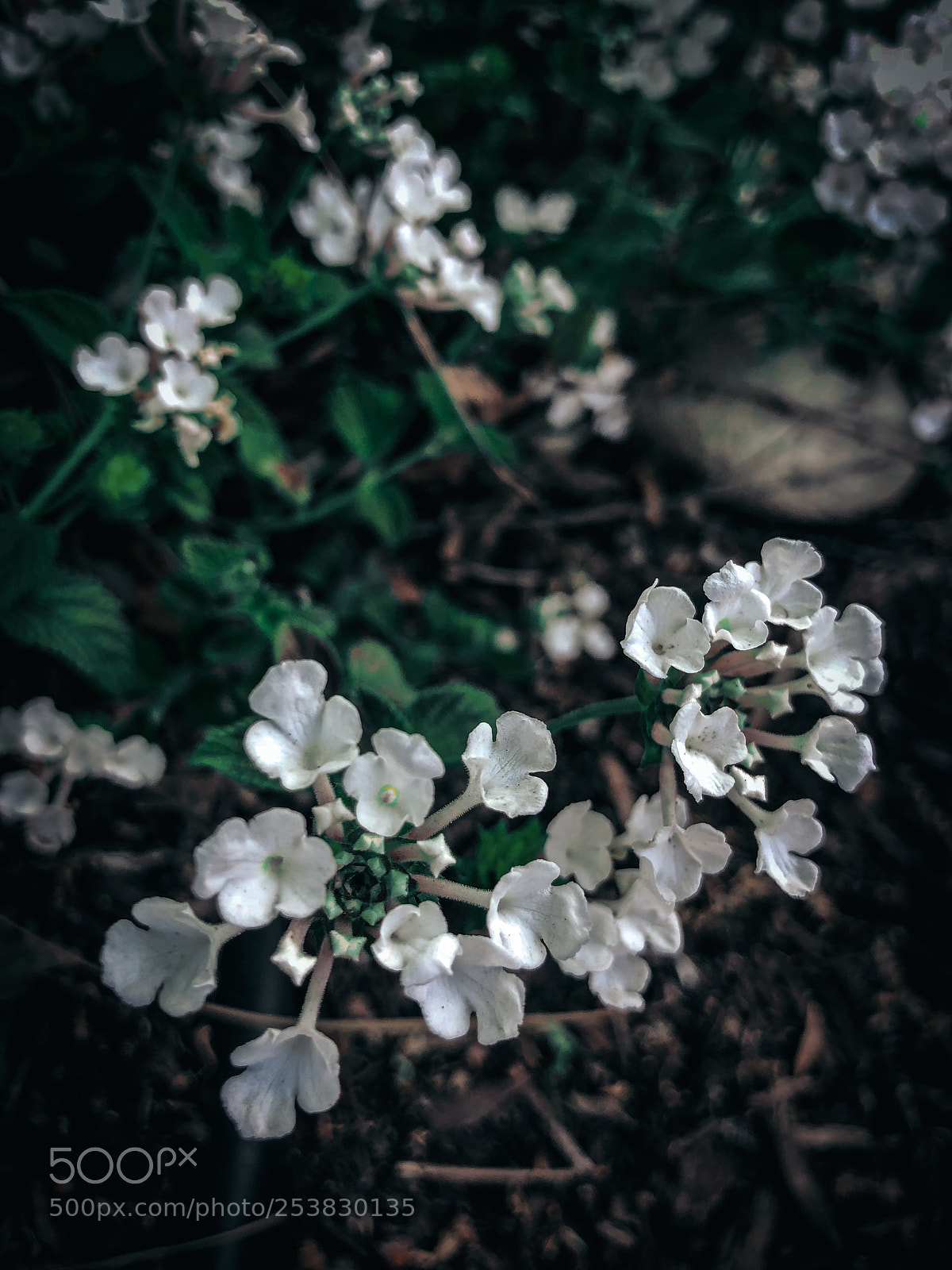 Apple iPhone X sample photo. Flowers photography