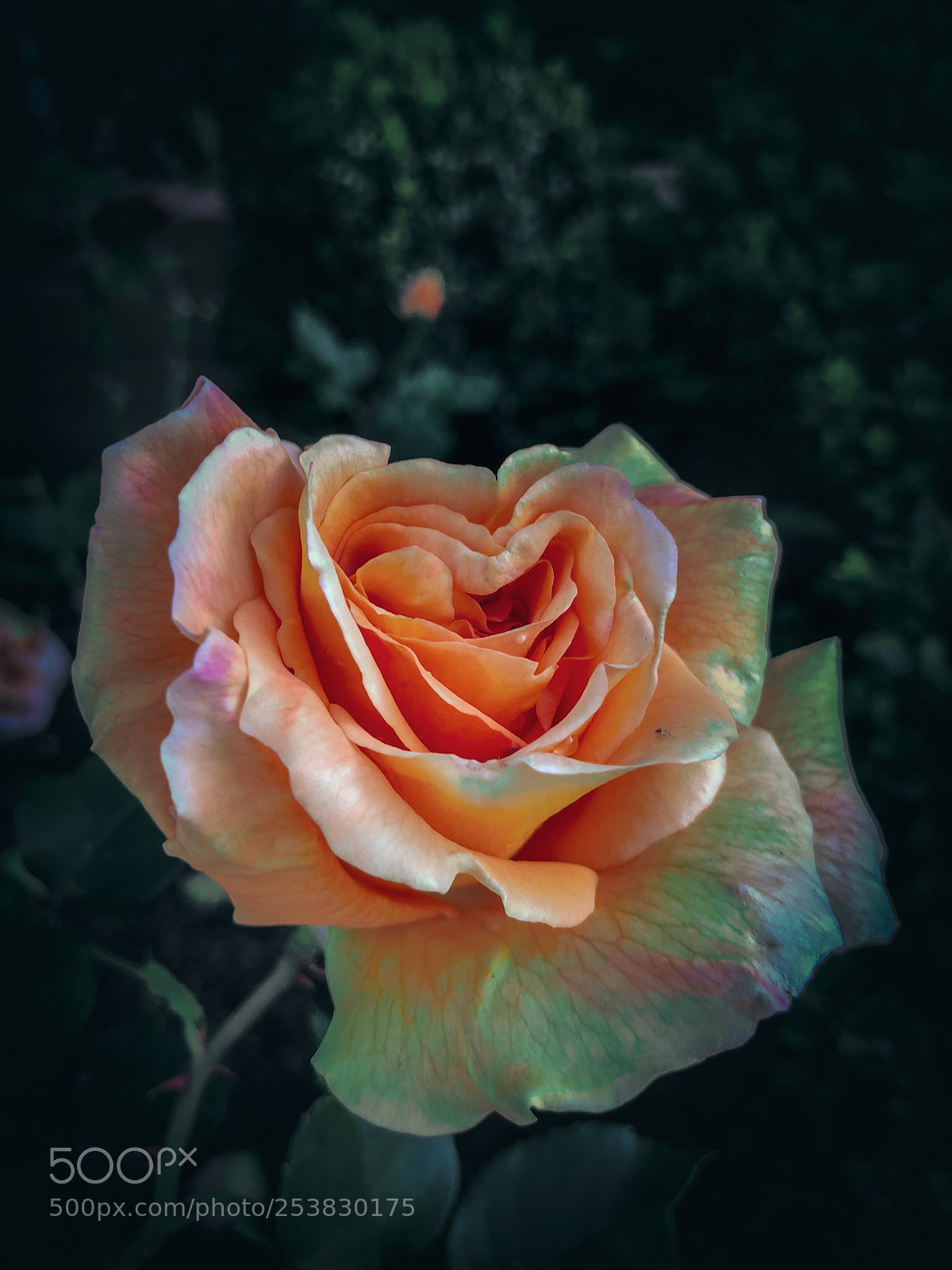 Apple iPhone X sample photo. Img photography