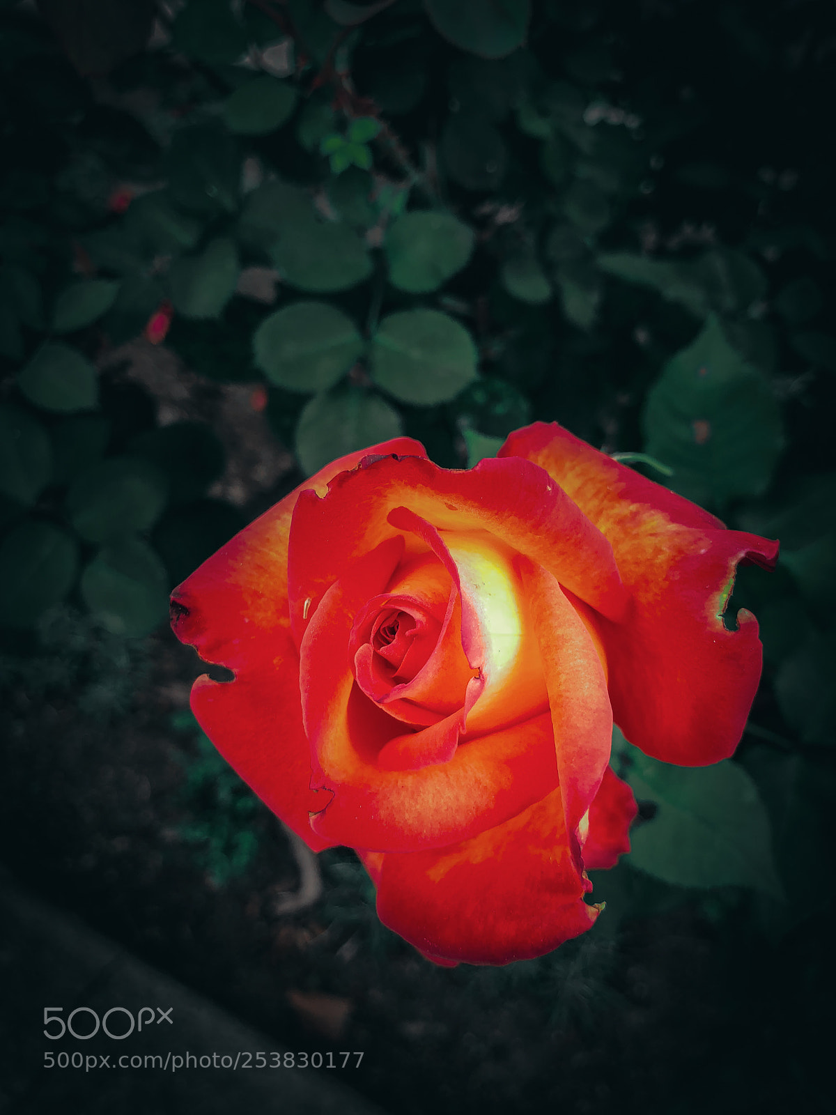 Apple iPhone X sample photo. Img photography