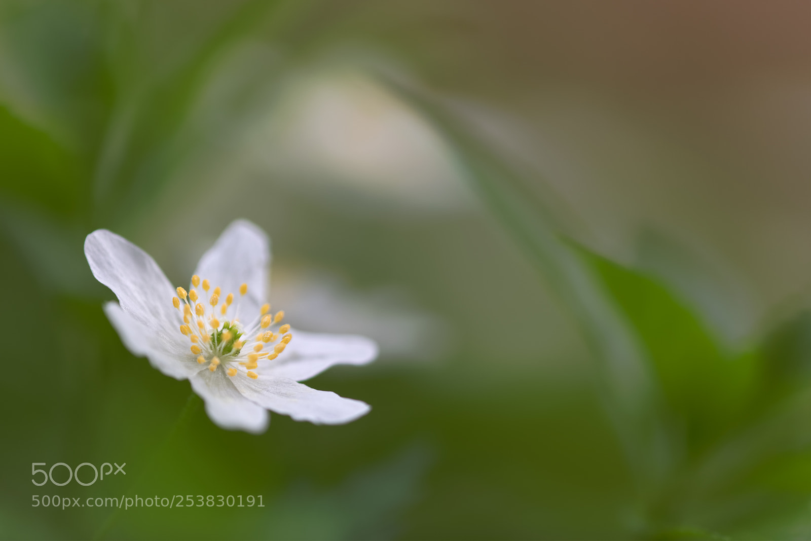 Canon EOS 5D Mark IV sample photo. Untitled photography