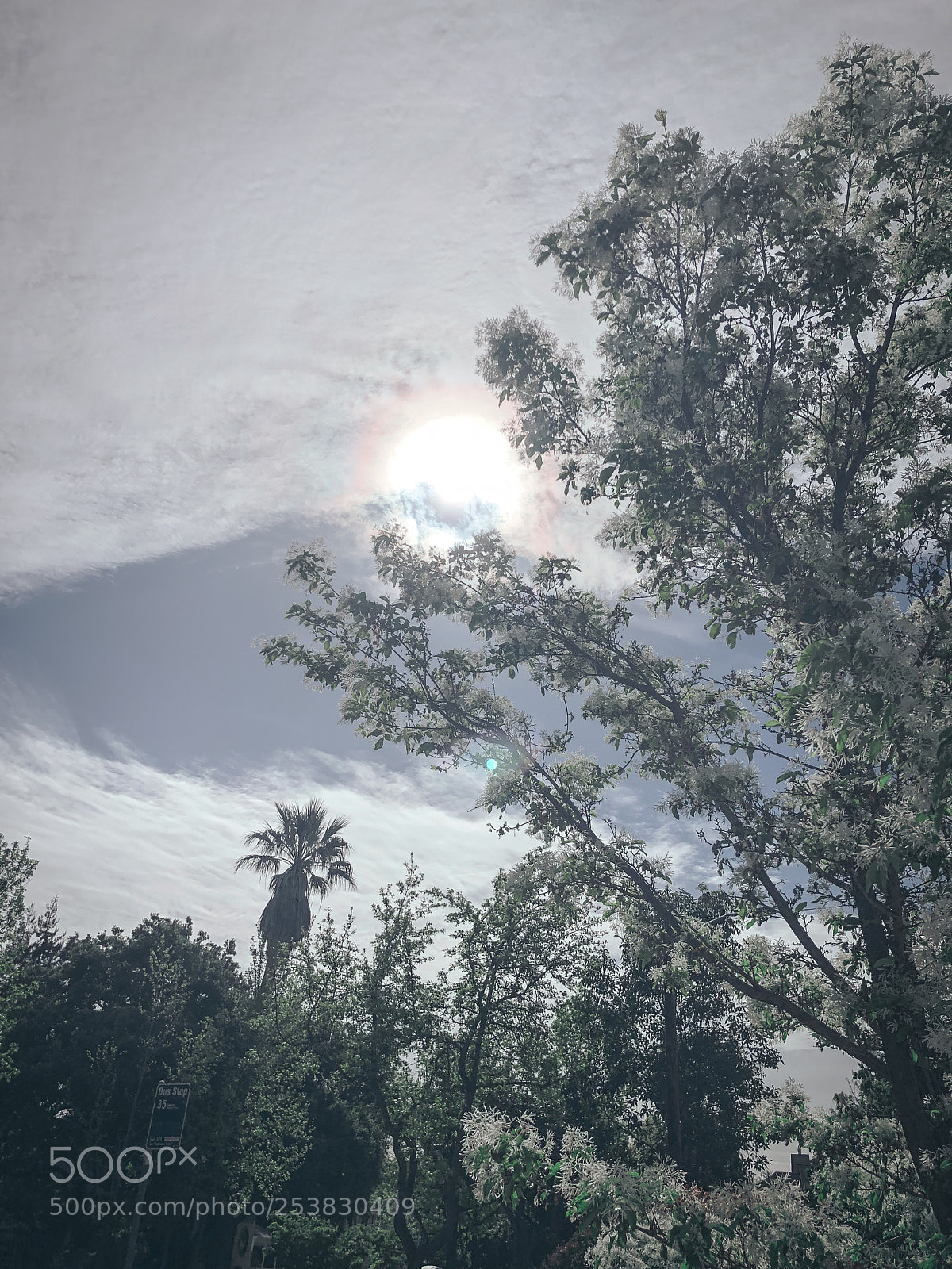 Apple iPhone X sample photo. Sun shining through the photography