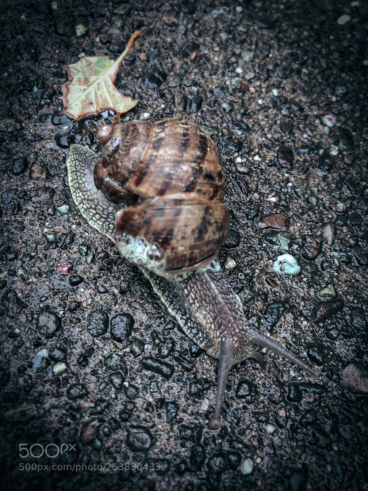 Apple iPhone X sample photo. Snail on wet sidewalk photography