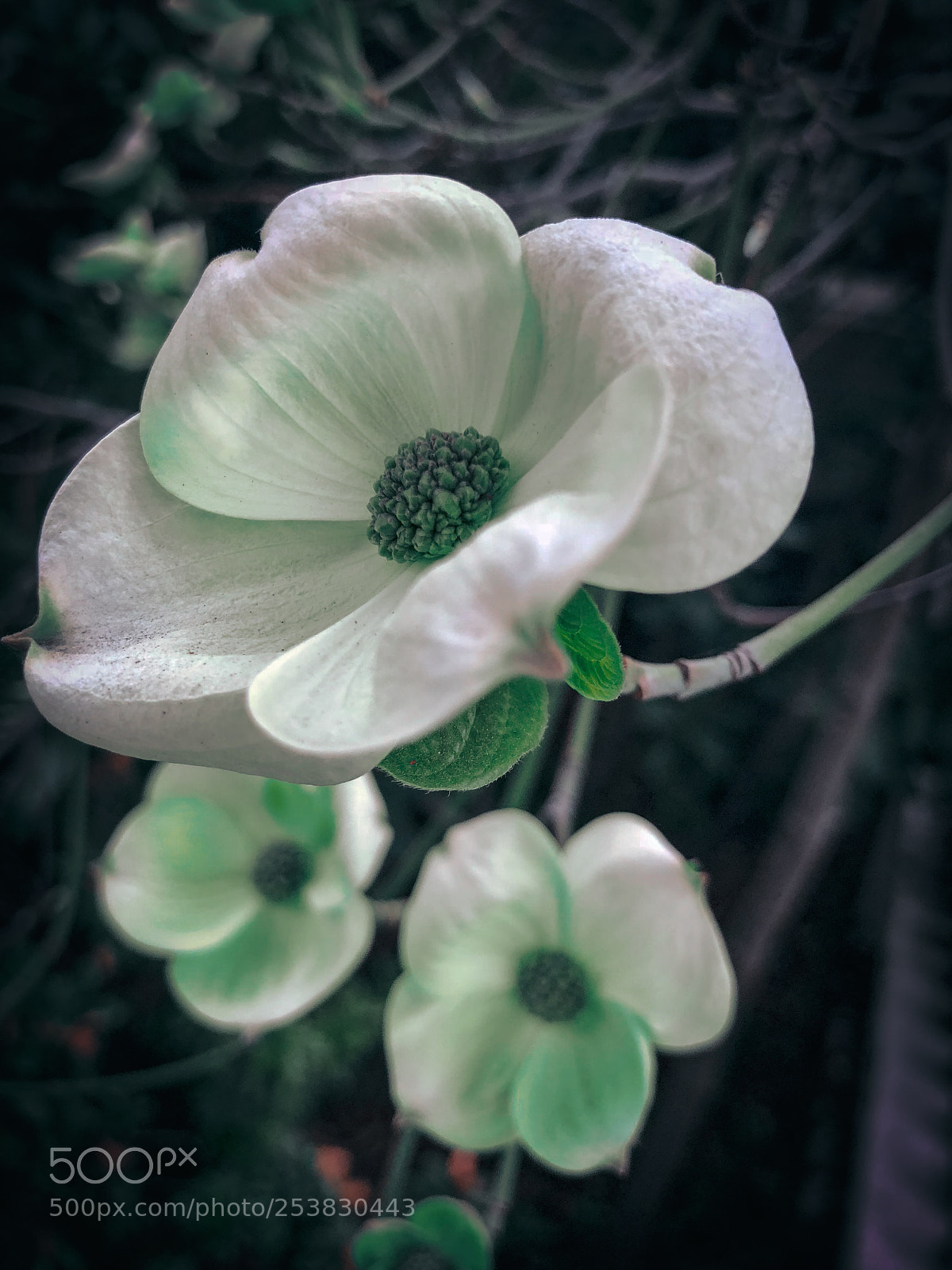 Apple iPhone X sample photo. Img photography