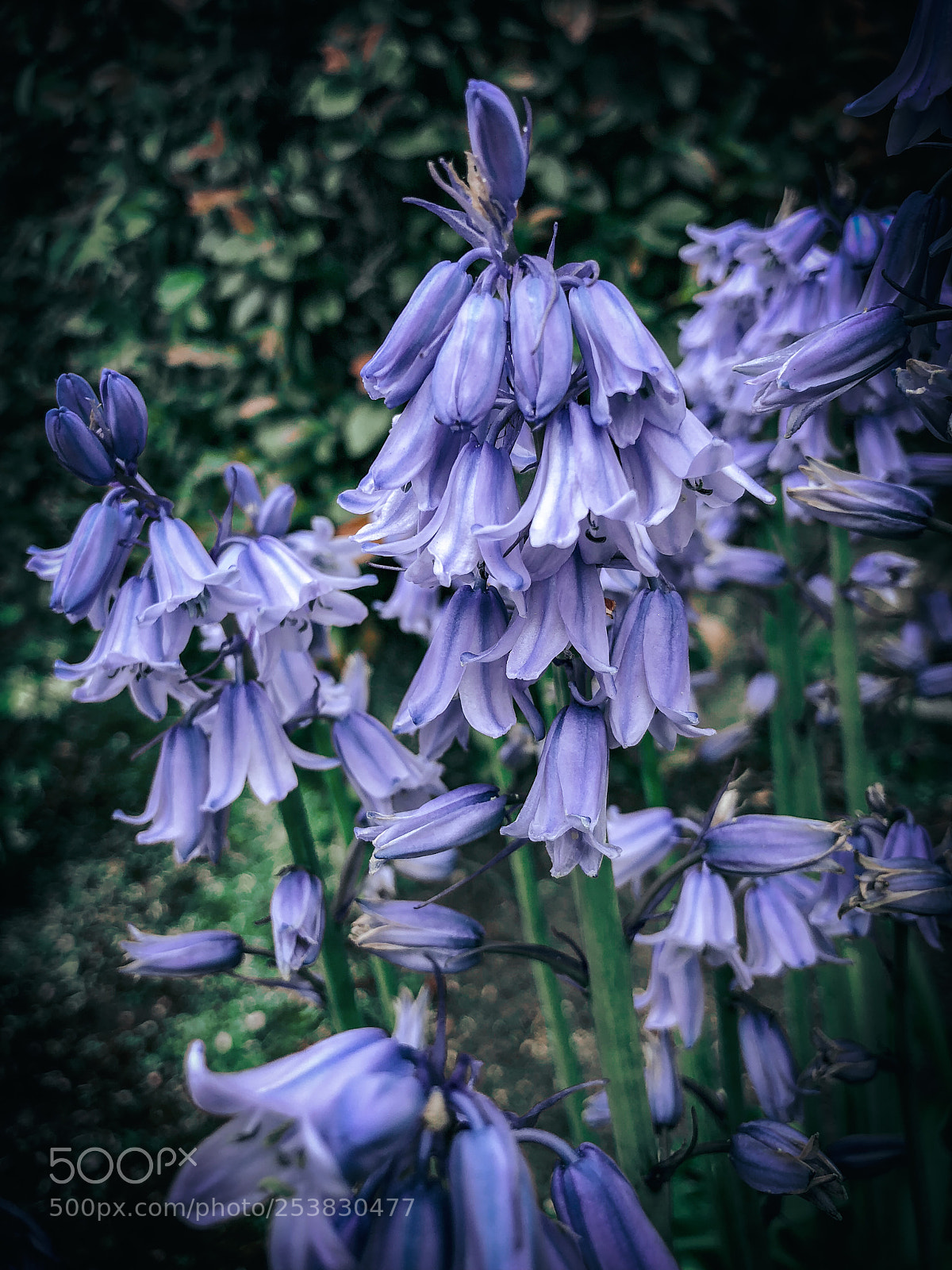 Apple iPhone X sample photo. Img photography