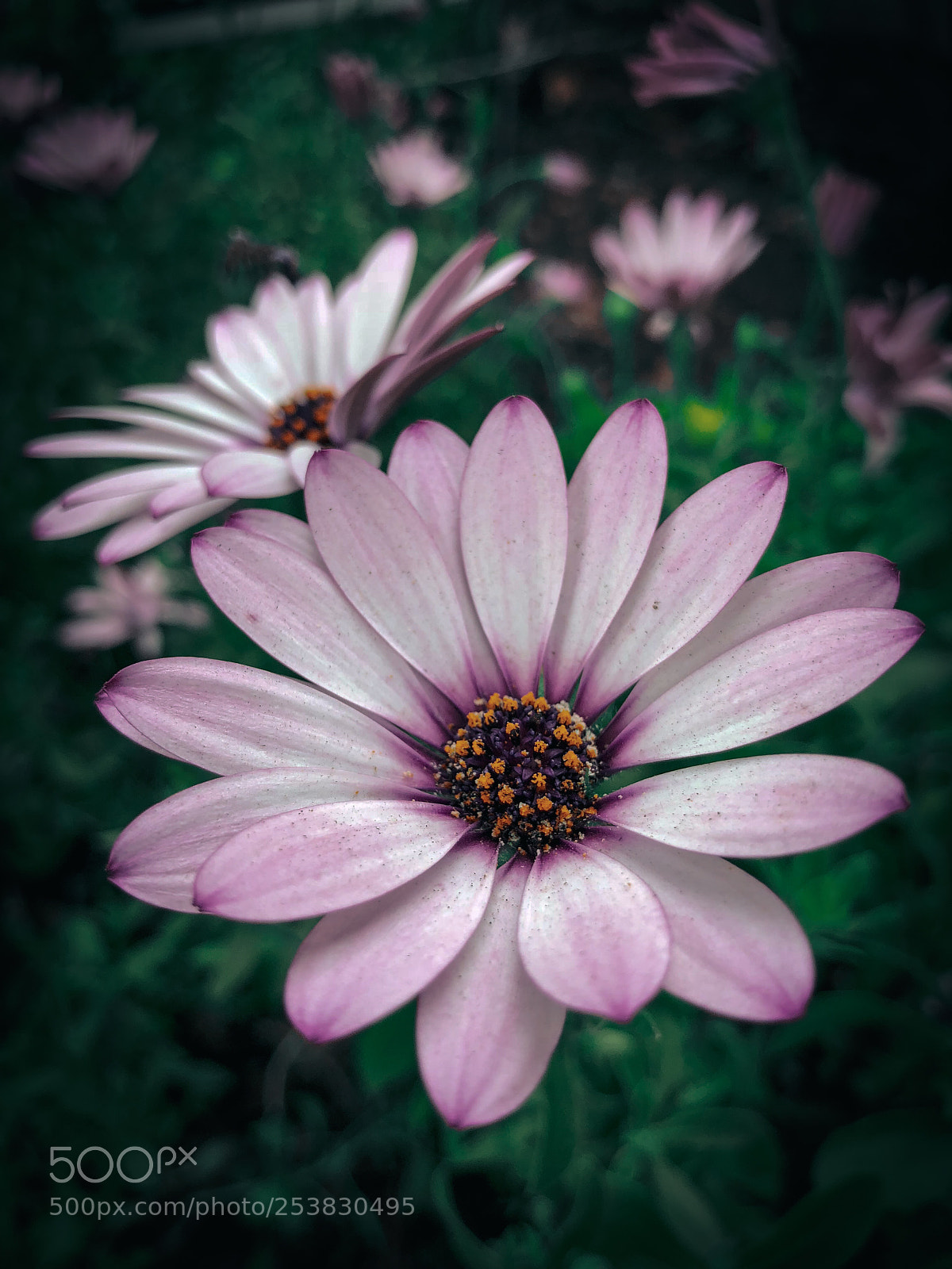 Apple iPhone X sample photo. Flowers photography