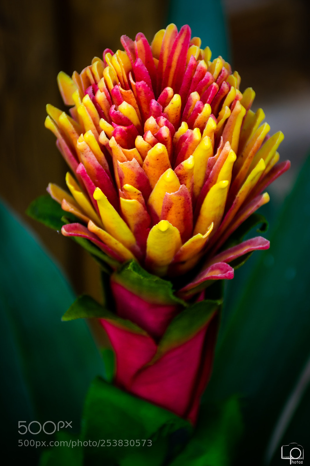 Nikon D3400 sample photo. Dsc photography