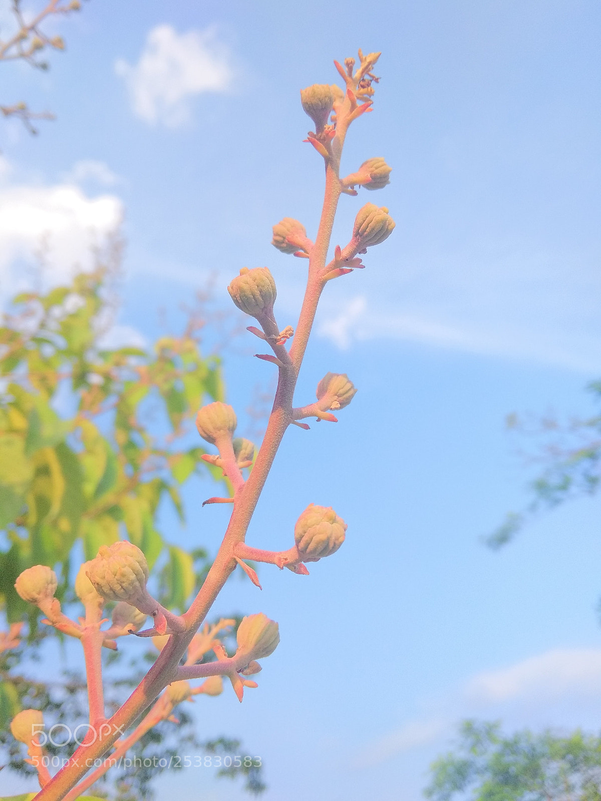 Xiaomi Redmi Note 5A sample photo. Untitled photography