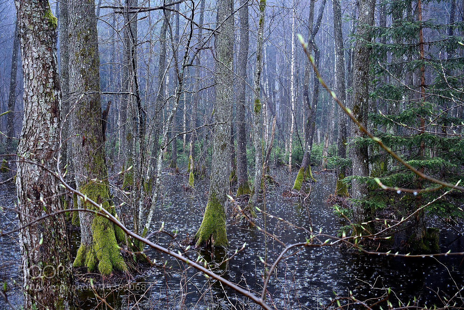 Nikon D3400 sample photo. Forest photography