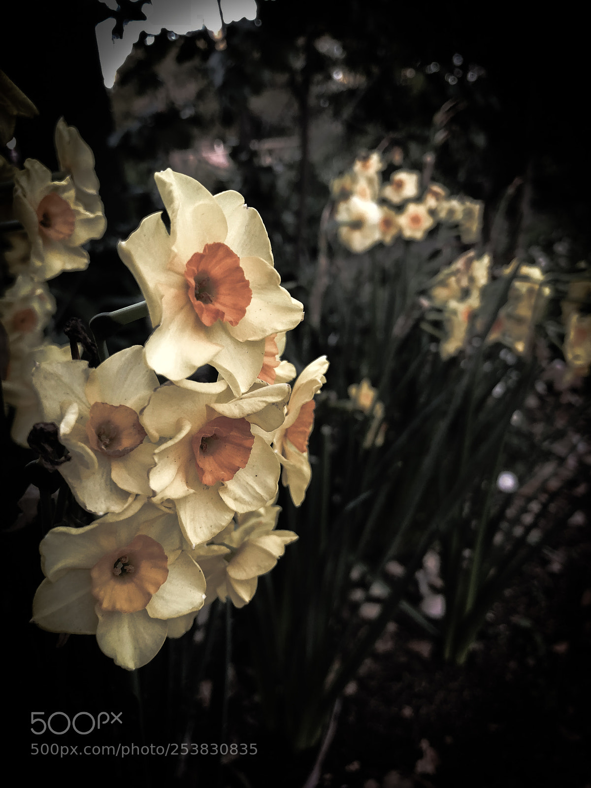 Apple iPhone X sample photo. Flowers photography