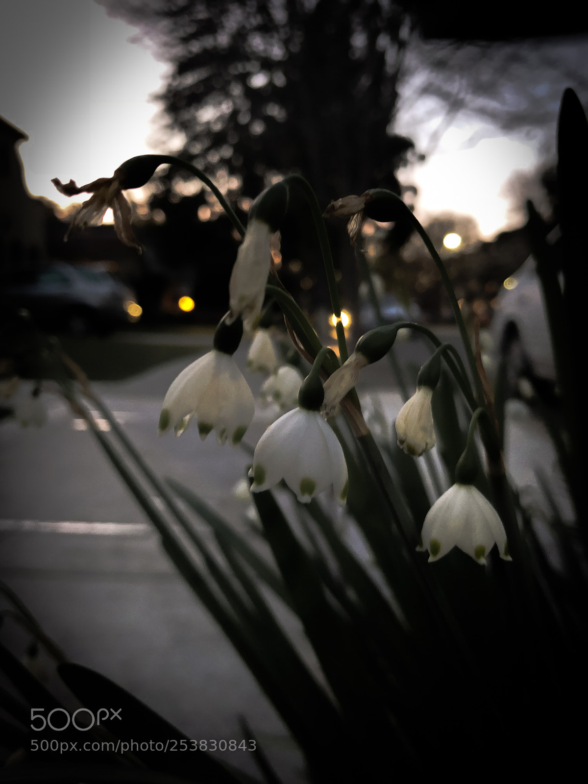 Apple iPhone X sample photo. Img photography