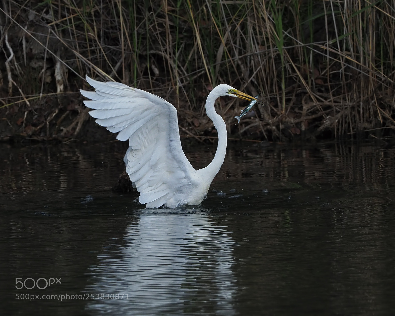 Olympus OM-D E-M1 Mark II sample photo. Great egret fishing photography