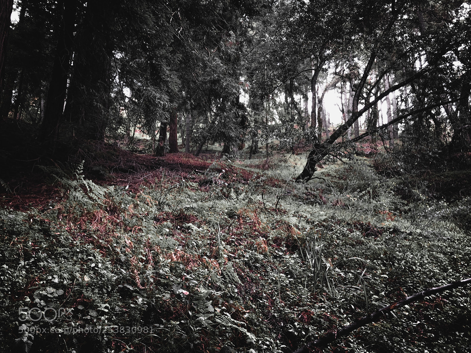 Apple iPhone X sample photo. Mountain forest photography