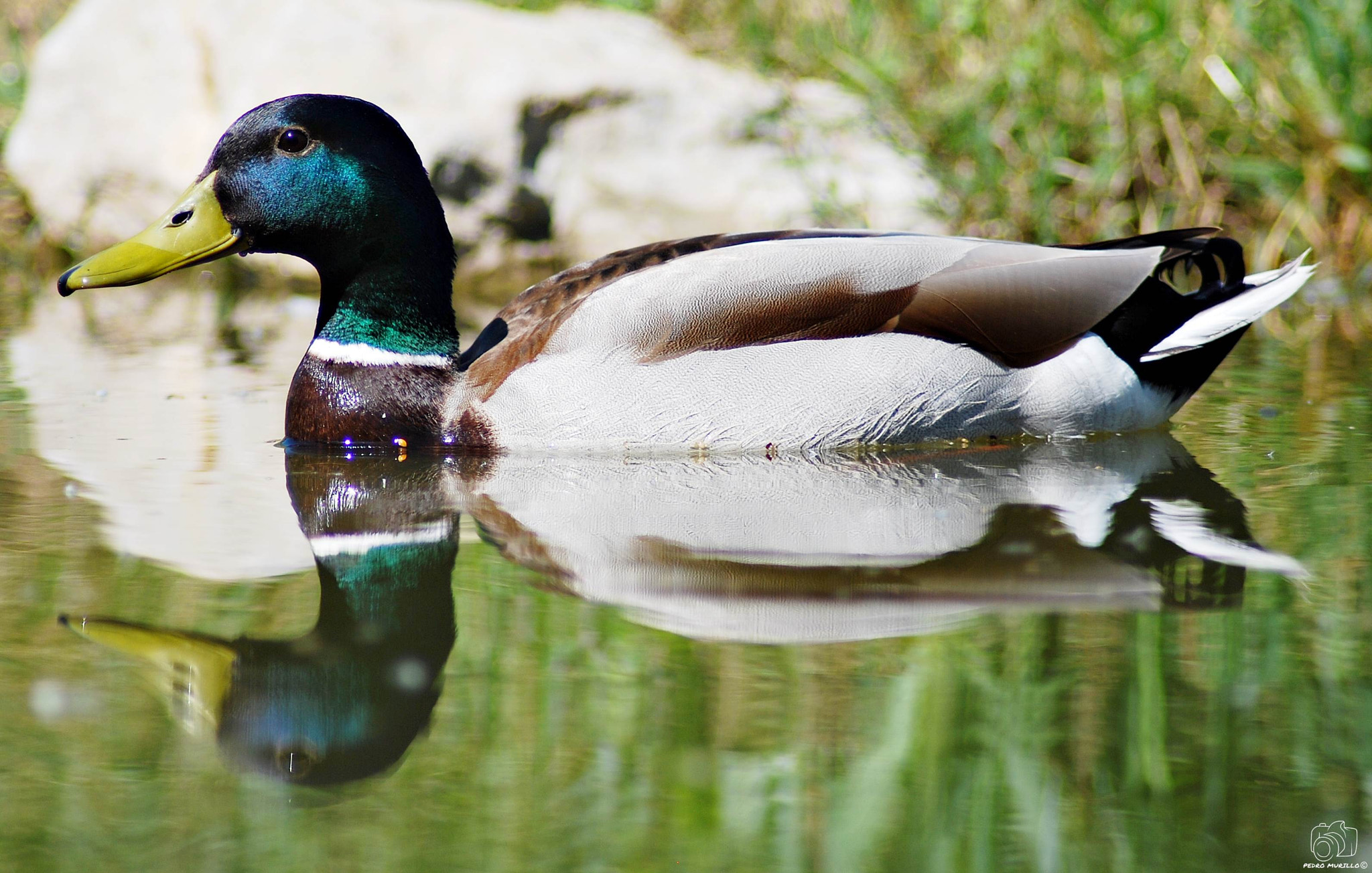 Nikon D60 sample photo