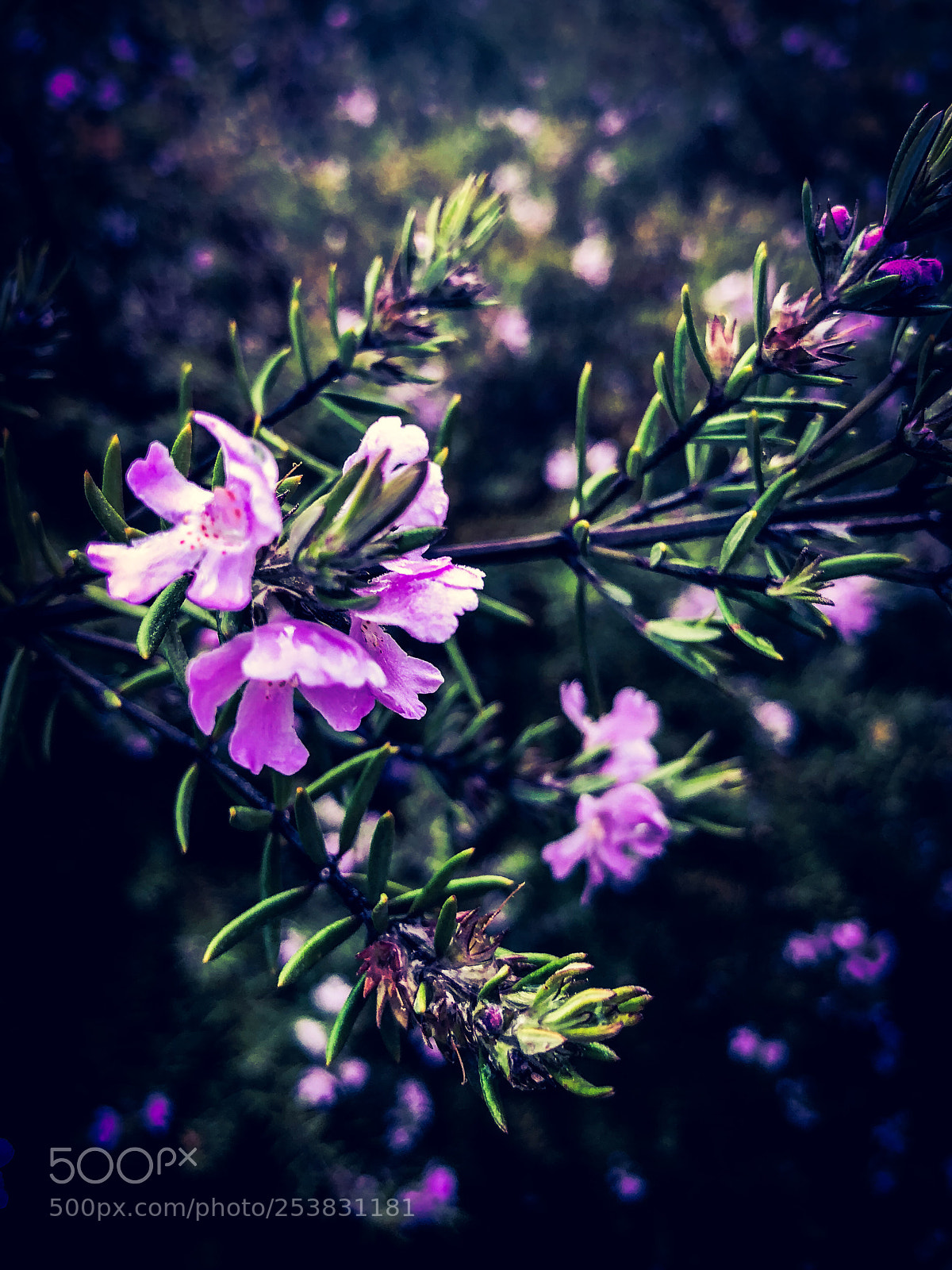 Apple iPhone X sample photo. Flowers photography